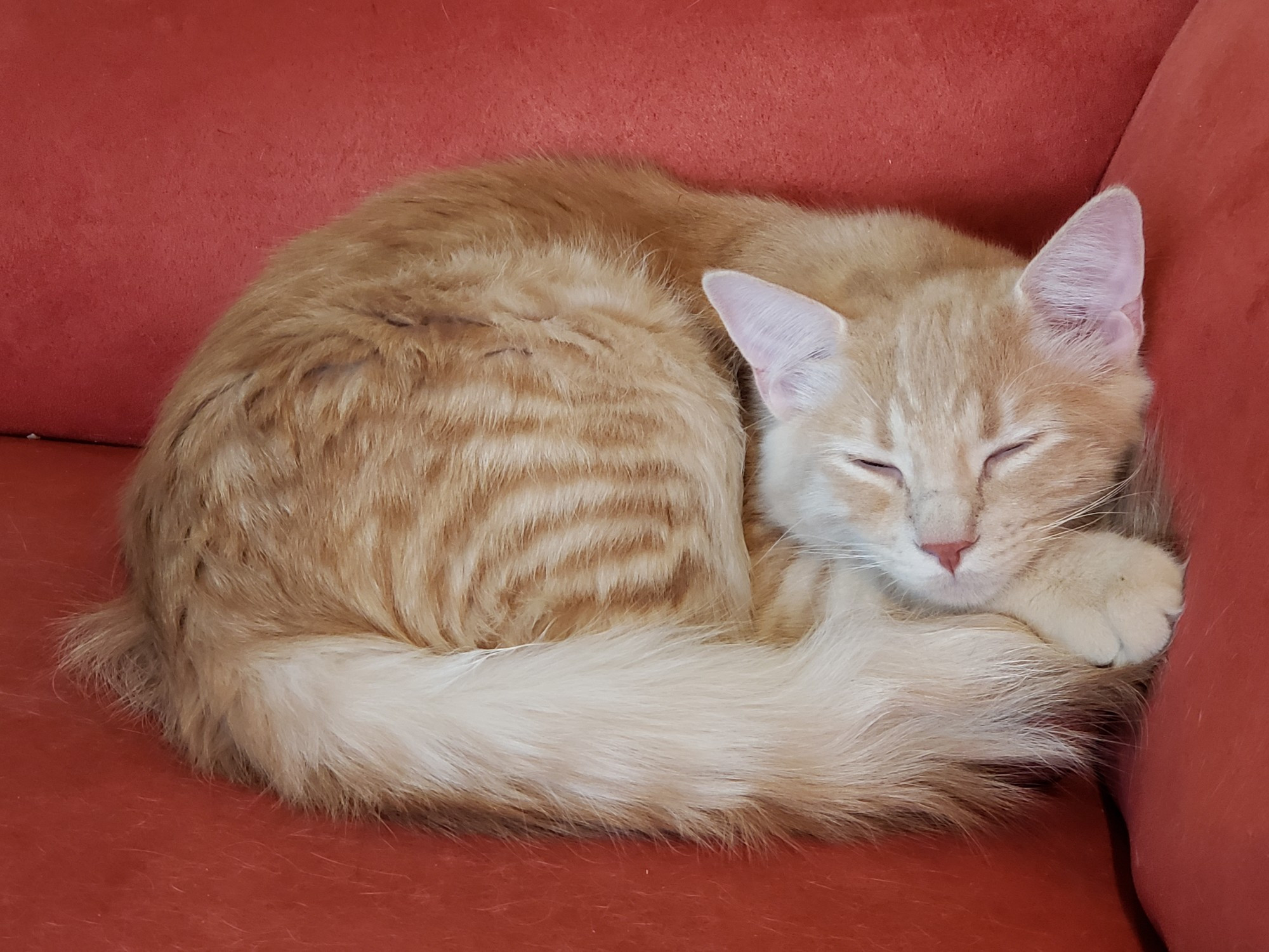 Curled up orange tabby kitten with luxurious tail wrapped around him. 