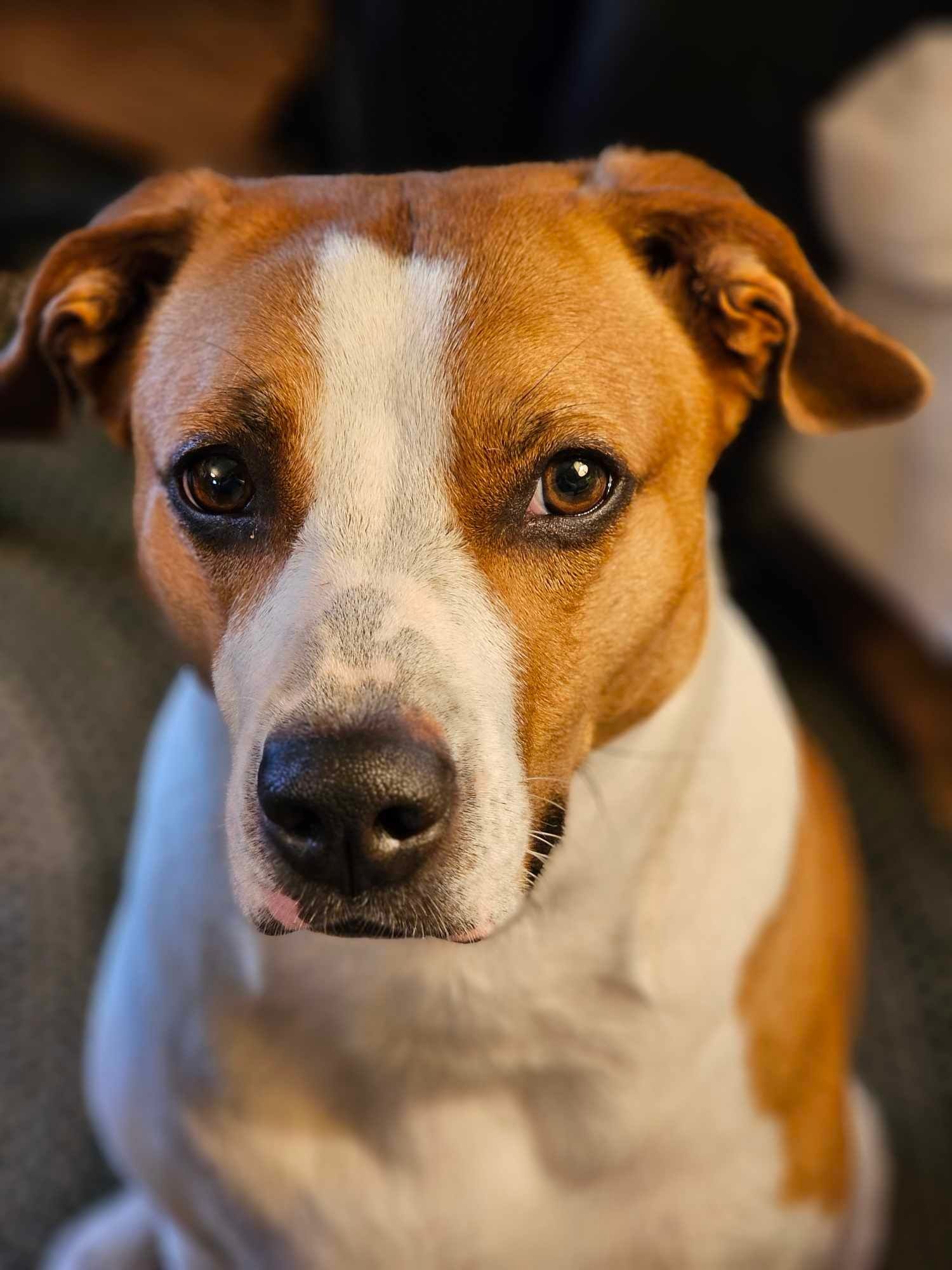 Brown and white puppy with deep soul piercing eyes