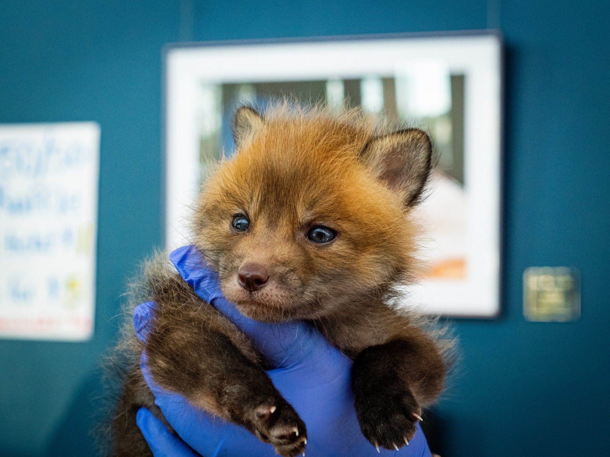 A 4-week-old fox cub named Cliff.