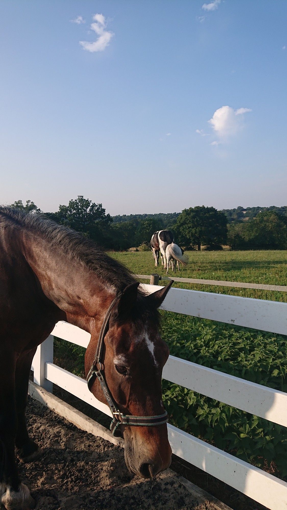 A bay horse is looking at the camera. In the background on the other side of the fence are the butts of a big piebald horse and a small grey pony.