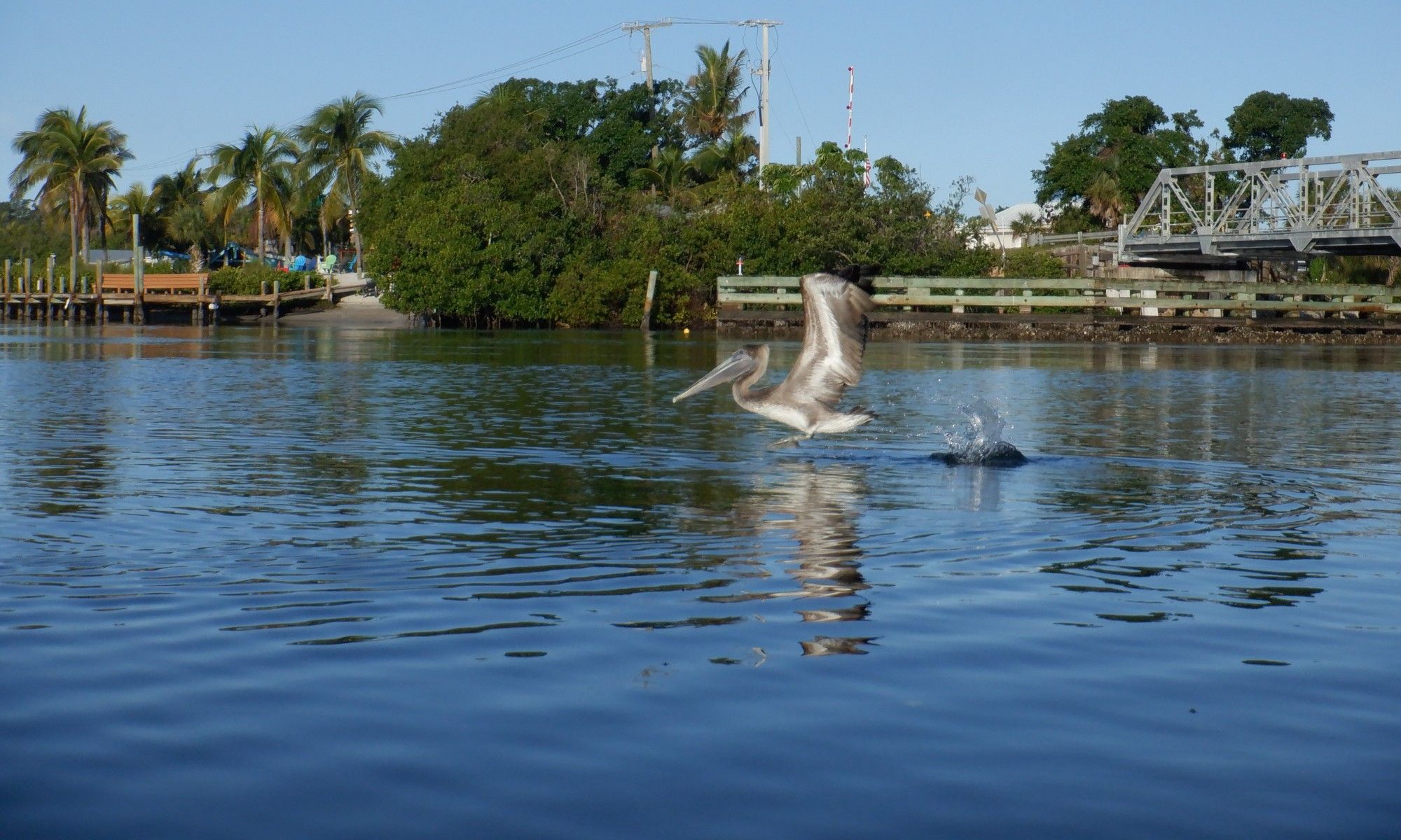 Photo taken from my kayak on the ICW of a brown pelican with its wings raised as it takes off from the calm blue water. In the background are palm trees, a dock, mangroves, and a swing bridge.