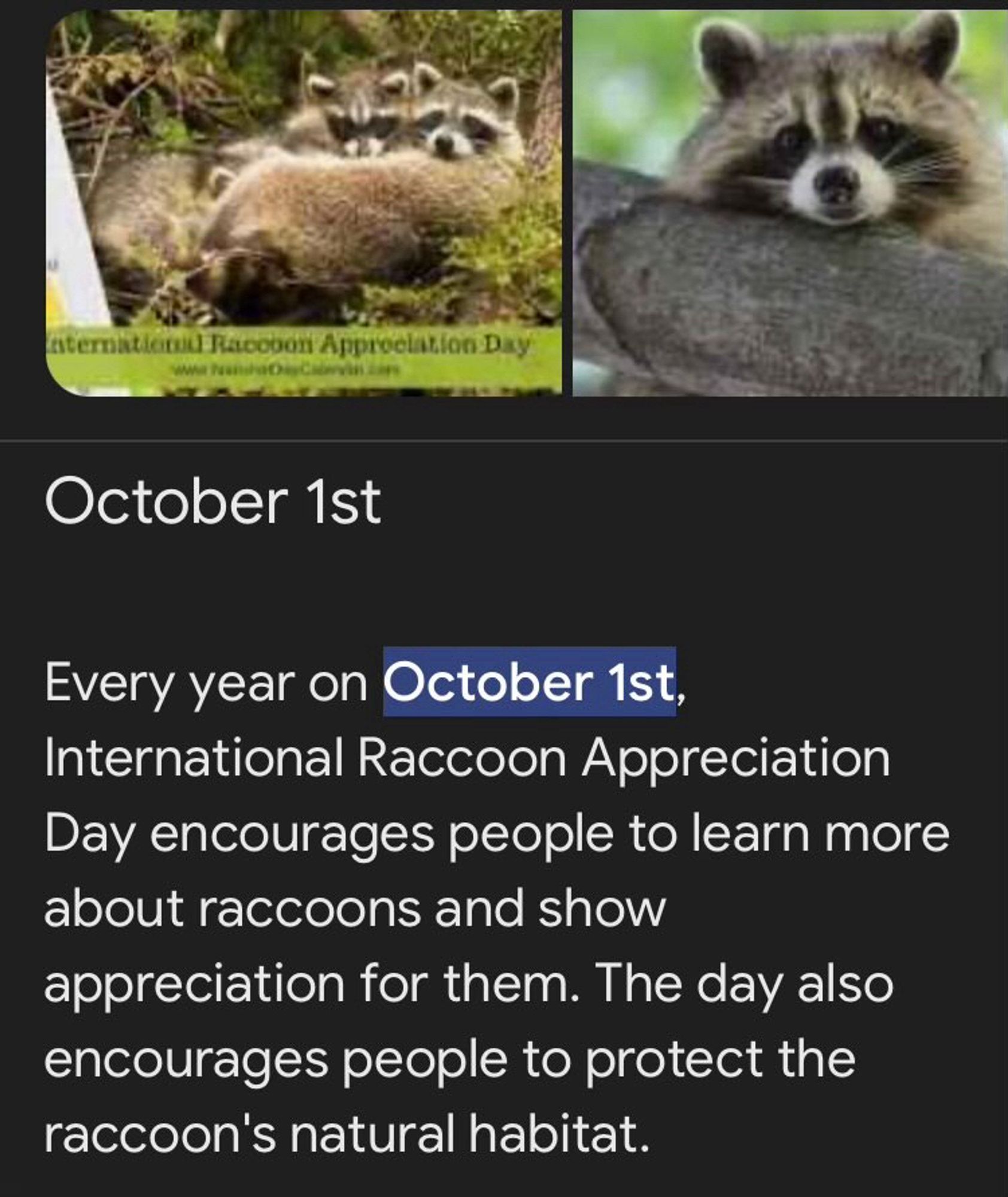 October 1st
Every year on October 1st,
International Raccoon Appreciation Day encourages people to learn more about raccoons and show
appreciation for them. The day also encourages people to protect the raccoon's natural habitat.