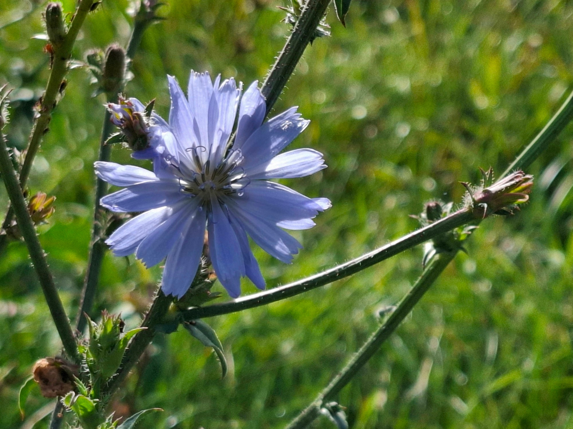 Die blaue Blüte einer Wegwarte im Grünen.