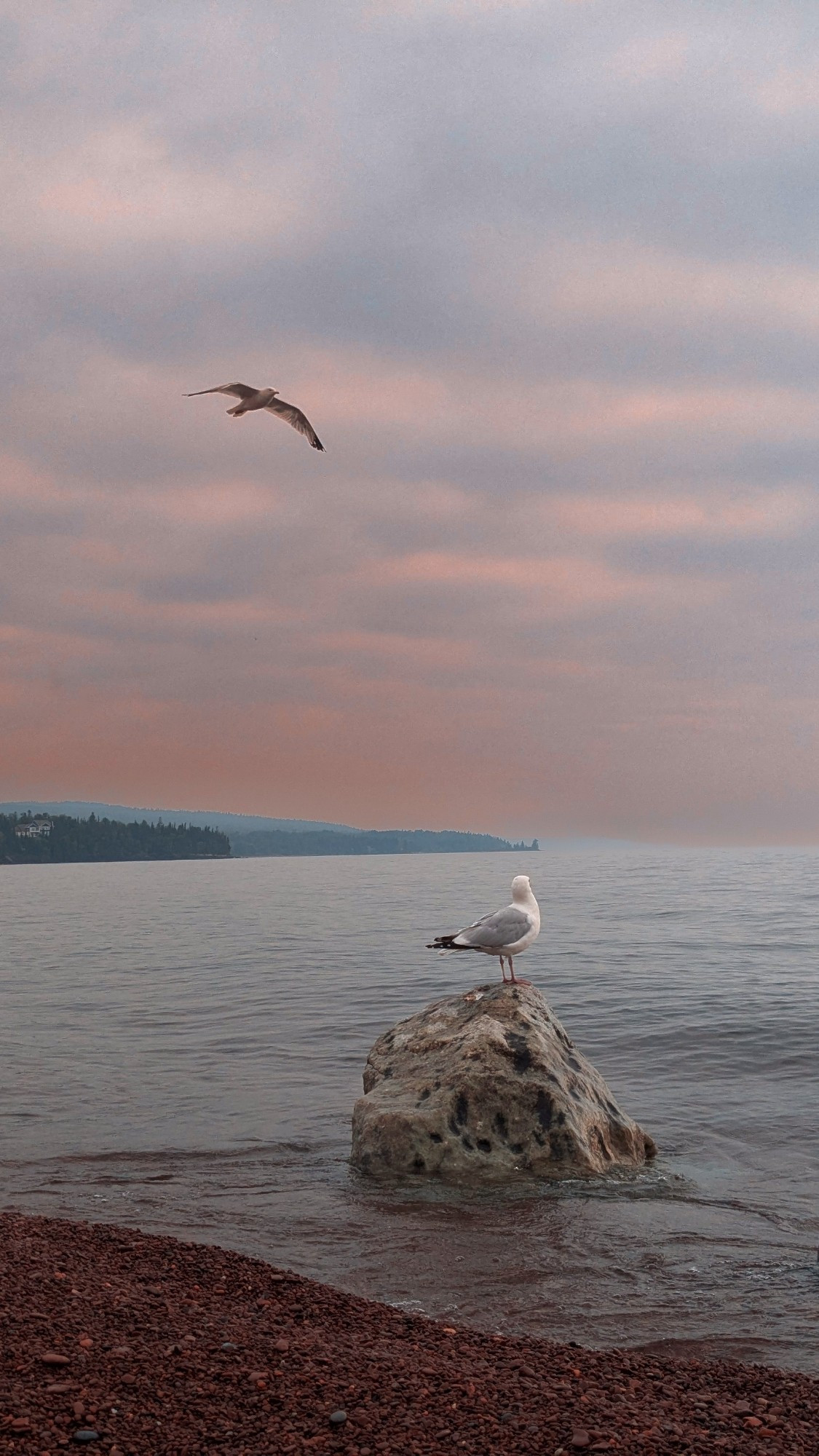 A white and grey seabird sitting on a rock in the lake, watching another gull fly overhead through a peach-tinted morning sky.