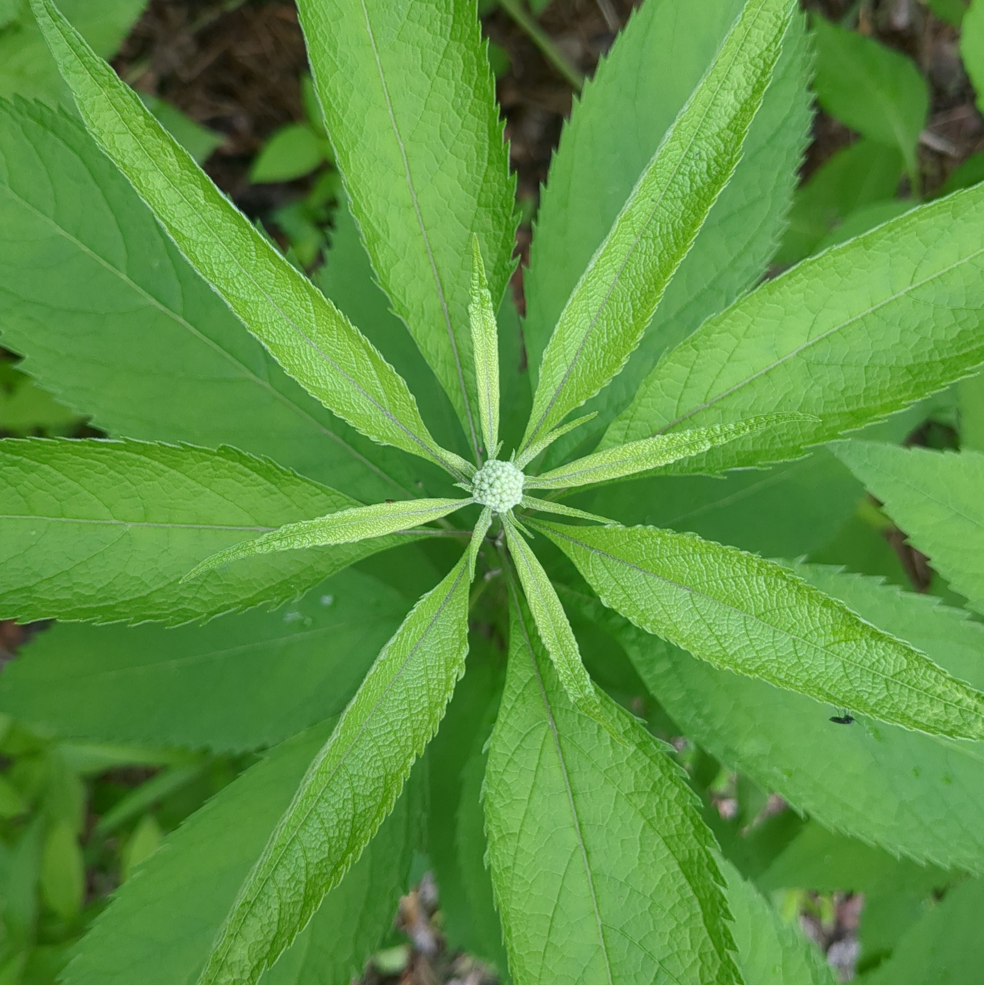 Bright green lance-shaped leaves radiating out from a faint green flower bud. Photo looking straight down from above a Joe Pye plant.