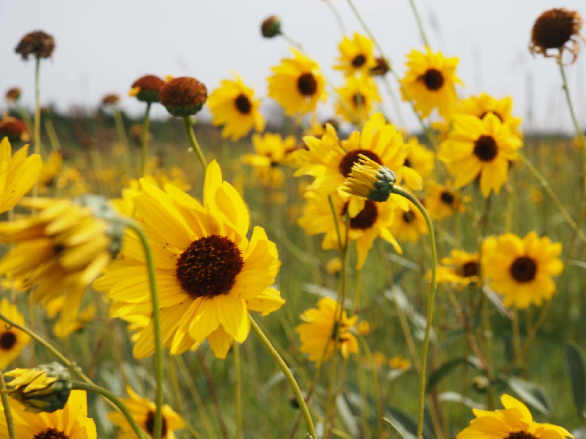 Vibrant yellow petals around a brown center, many petals visibly folded over in the wind