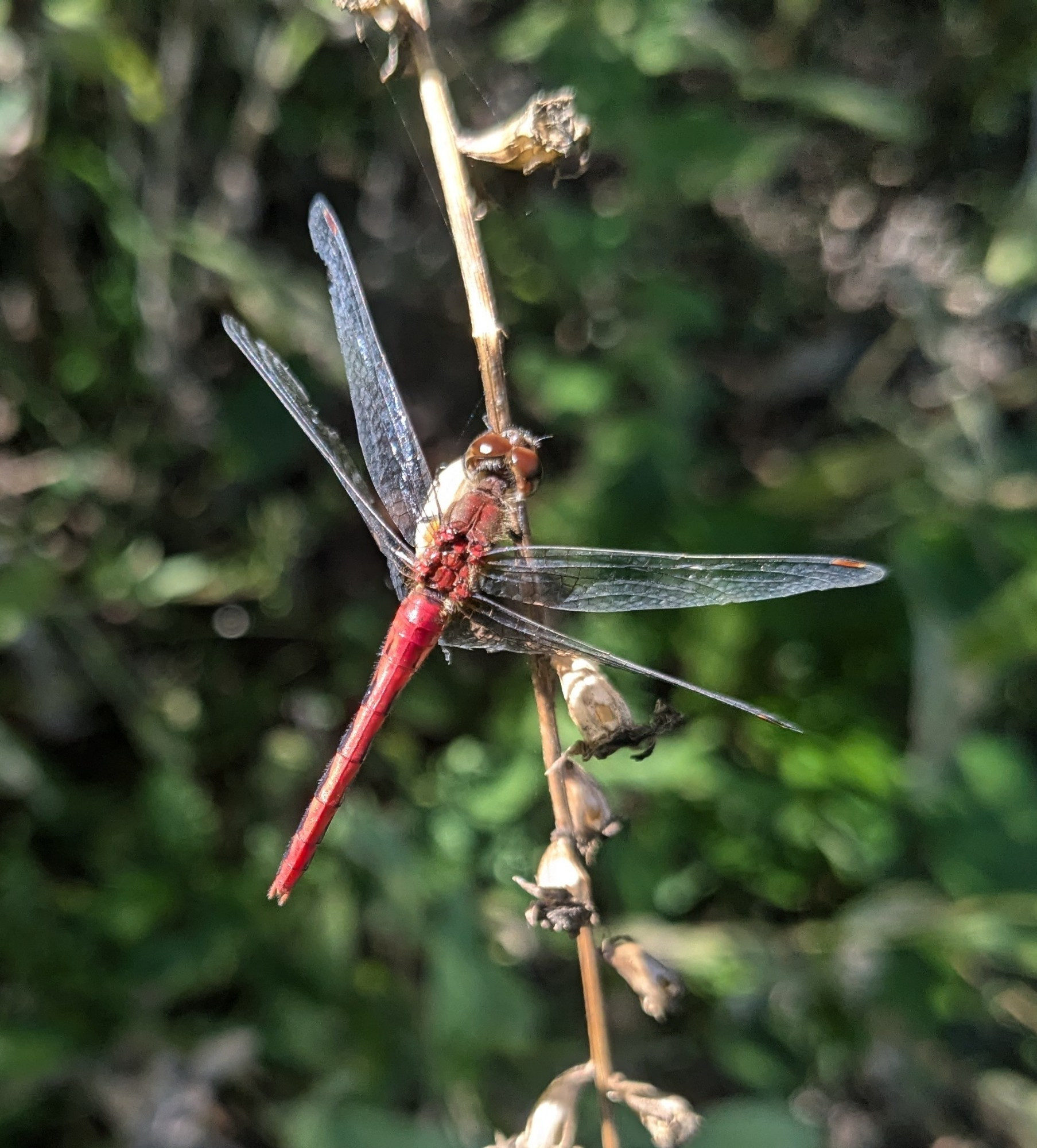 A dragonfly images from above highlighting it's red body.