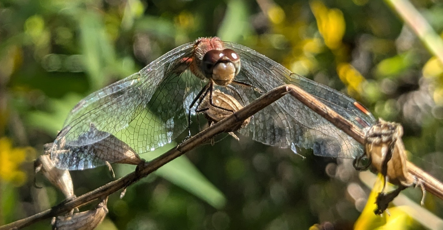 A dragonfly perched on a small branch, wings spread behind. It has a red body and white face.