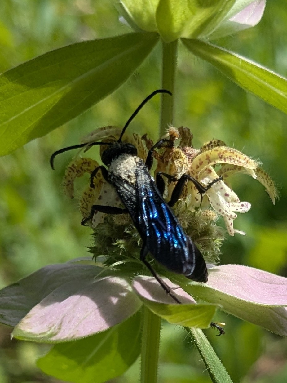 A large gnarly black wasp with metallic blue wings crawling over small yellow flowers with reddish-brown speckles. The wasp's back appears to be covered in light yellow pollen. 

Sphex pensylvanicus, per iNat