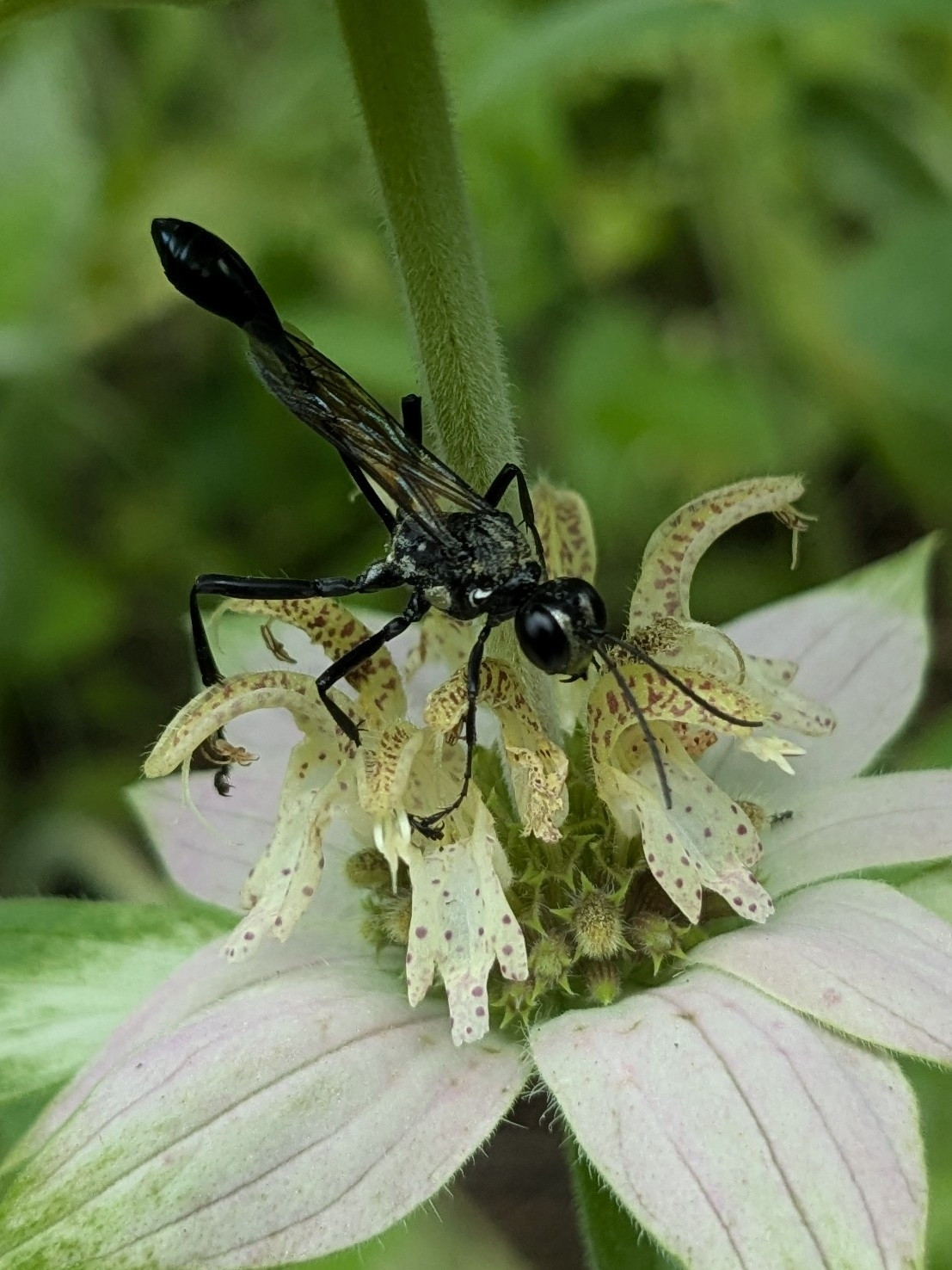 A slender -waisted black wasp with gold markings near its legs, perched on small yellow flowers with reddish-brown speckles.

Eremnophila aureonotata, per iNat.