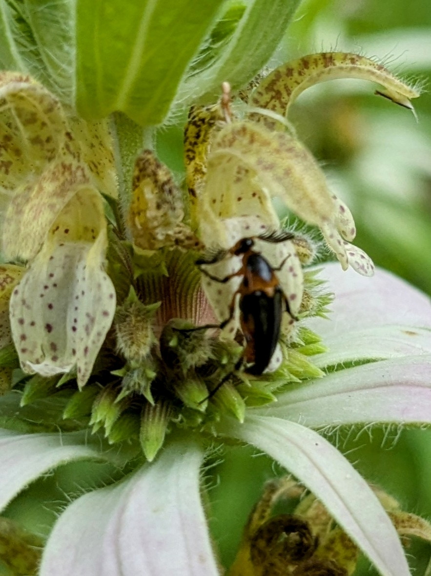 A weird little out-of-focus black beetle with brown shading and fringed antennae, pollinating small yellow flowers with reddish-brown speckles.

Macrosiagon limbata, per iNat