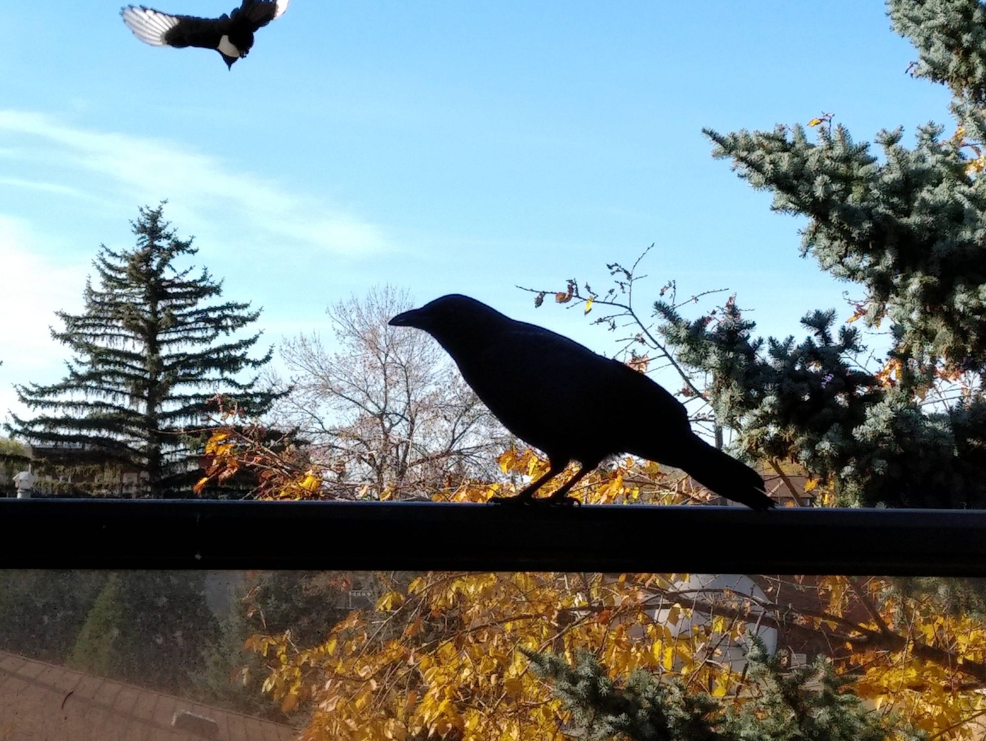 A crow stands on a balcony railing, backlit by the sun so it looks like a silhouette rather than a detailed crow photo.
Behind it is an orange-leafed autumn elm tree, a spruce tree, and a few more trees in the far distance (with leaves and needles), and a pale blue autumn sky.

In the top right, a magpie flies away, wings spread wide and white wing tips illuminated by the sun.