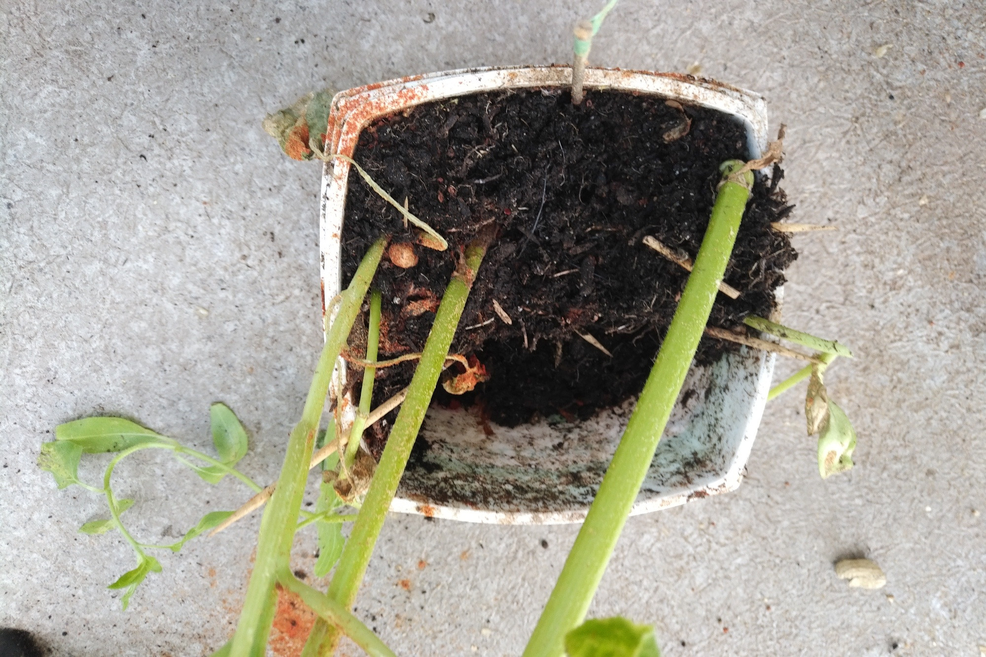 The pot, out of its location. Missing soil from the squirrel disturbance now visible as a gap that extends almost to the bottom on half the pot. Three thick sunflower stems still extend out of the remaining soil.