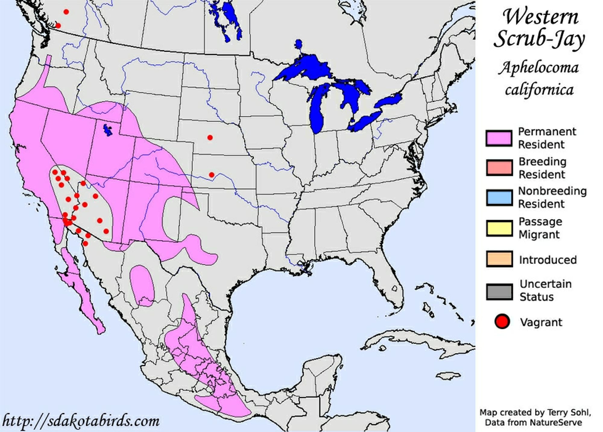 A map of the range of the western scrub jay
A pink "permanent resident" blob covers all of Baja California and coastal California, reaching into southern Oregon and washington, across Nevada and Utah and southern Idaho and southwest Wyoming, across most of Colorado and decent portions of New Mexico and Arizona with little forays into west Texas.

Spotty presence in northern Mexico and a prominent population in central Mexico. A few vagrant red dots cover the California deserts and northern Mexico as well as occurrence dots in Nebraska and BC.

Edmonton AB is too far north to be on this map.