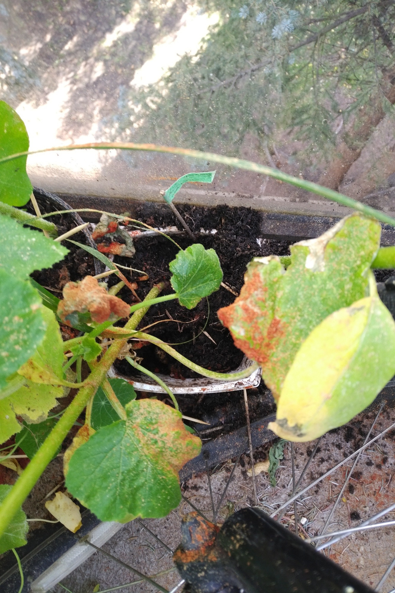 A hard-to-see square flower pot with soil spilled out all around it, on the balcony railing and the floor, as seen through bicycle spokes.
There are still a couple plants in the pot, but half was already dead from previous uprootings. Squash and sunflower leaves are looking a little beat up and crusted with chili powder (squirrel repellent that only works when fresh).
