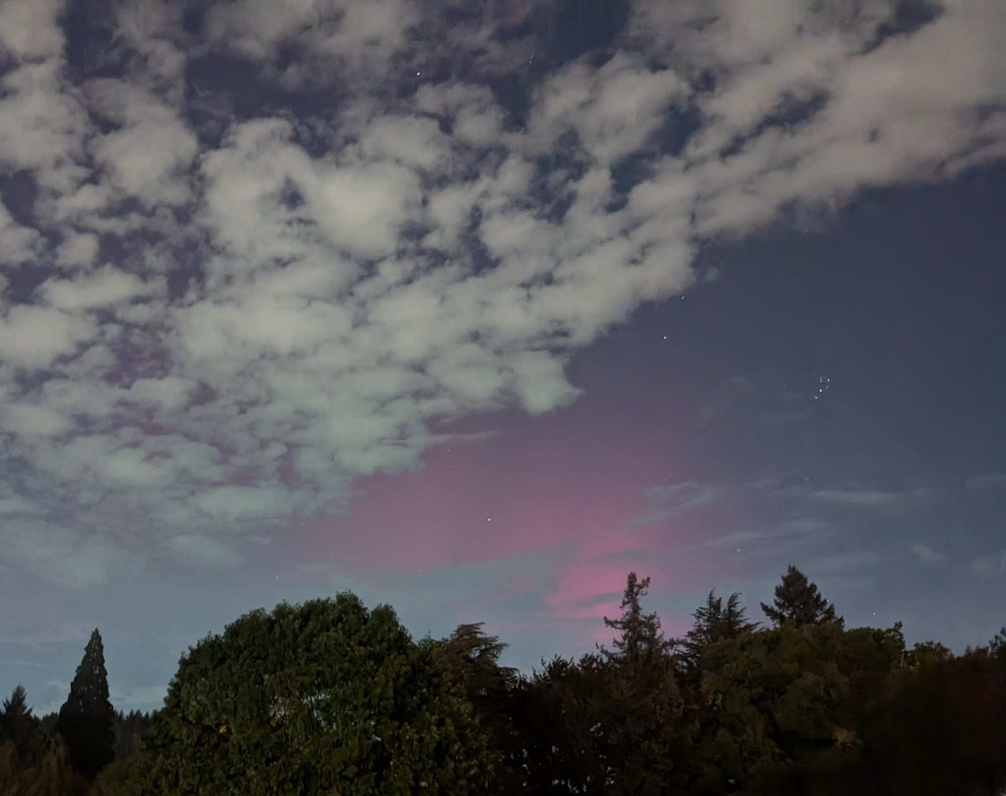 Northern lights glowing faintly pink behind a bank of clouds and above a stand of firs. The Pleiades hang out to the right.