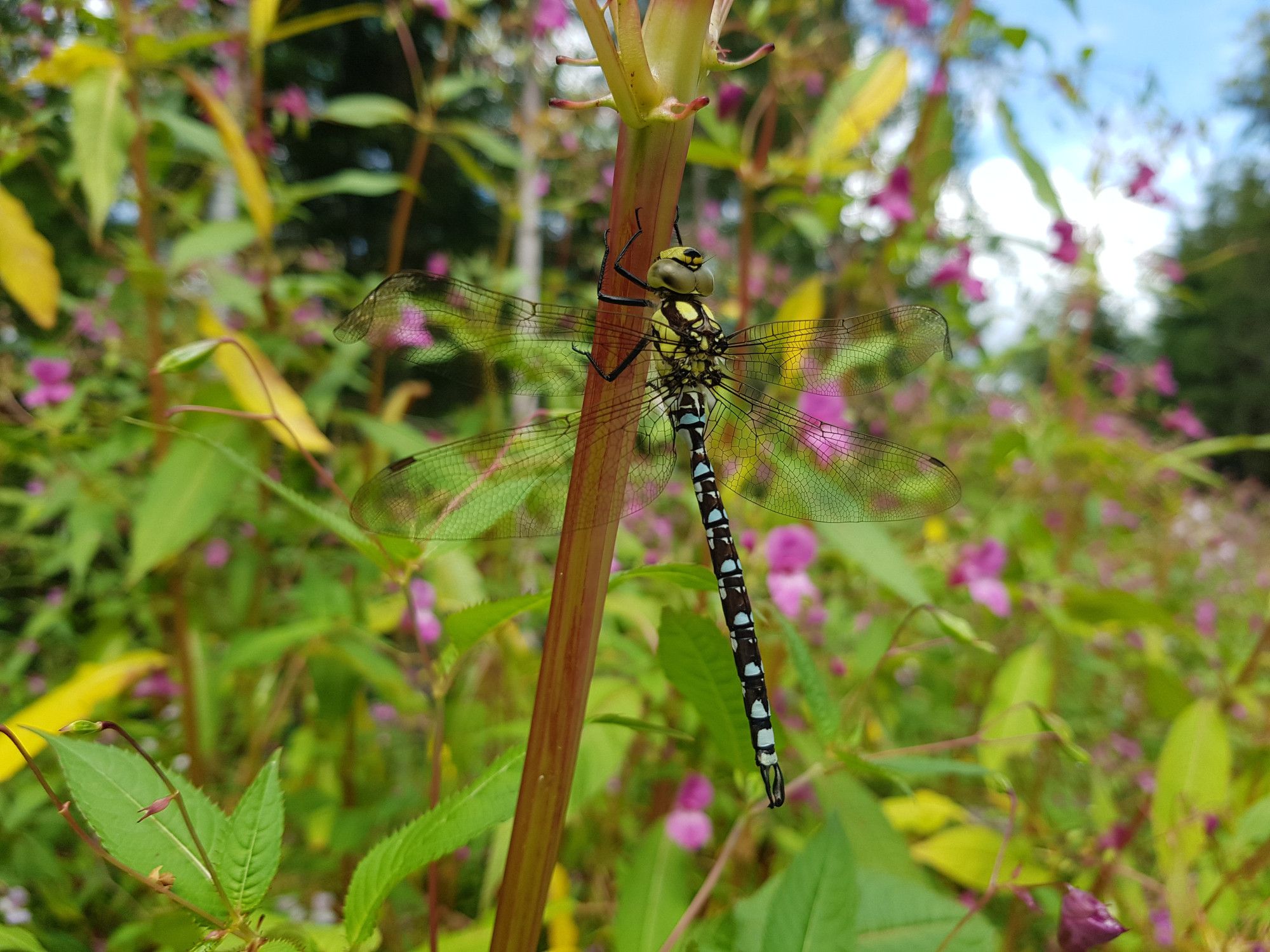 An einem rötlichen Pflanzenstengel hängt eine große schwarze Libelle mit blauen Flecken auf dem Hinterleib und gelben Streifen auf dem Thorax.
Im Hintergrund viele unscharfe grüne Blätter und rosa Blüten.