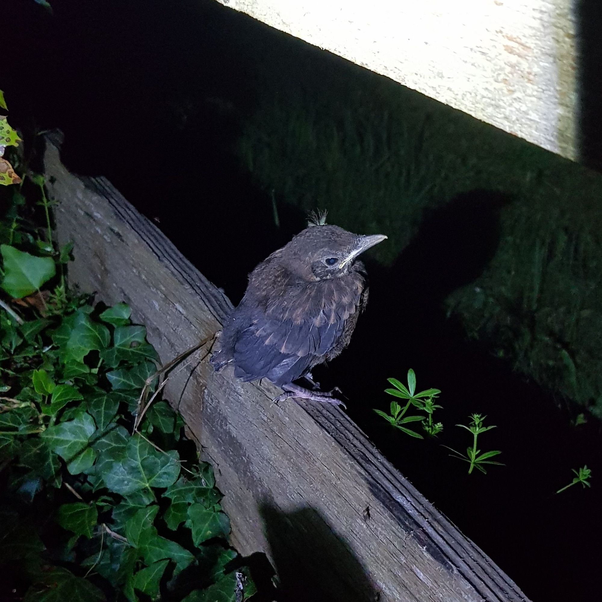 Auf einem Zaunbrett sitzt ein brauner Vogel.