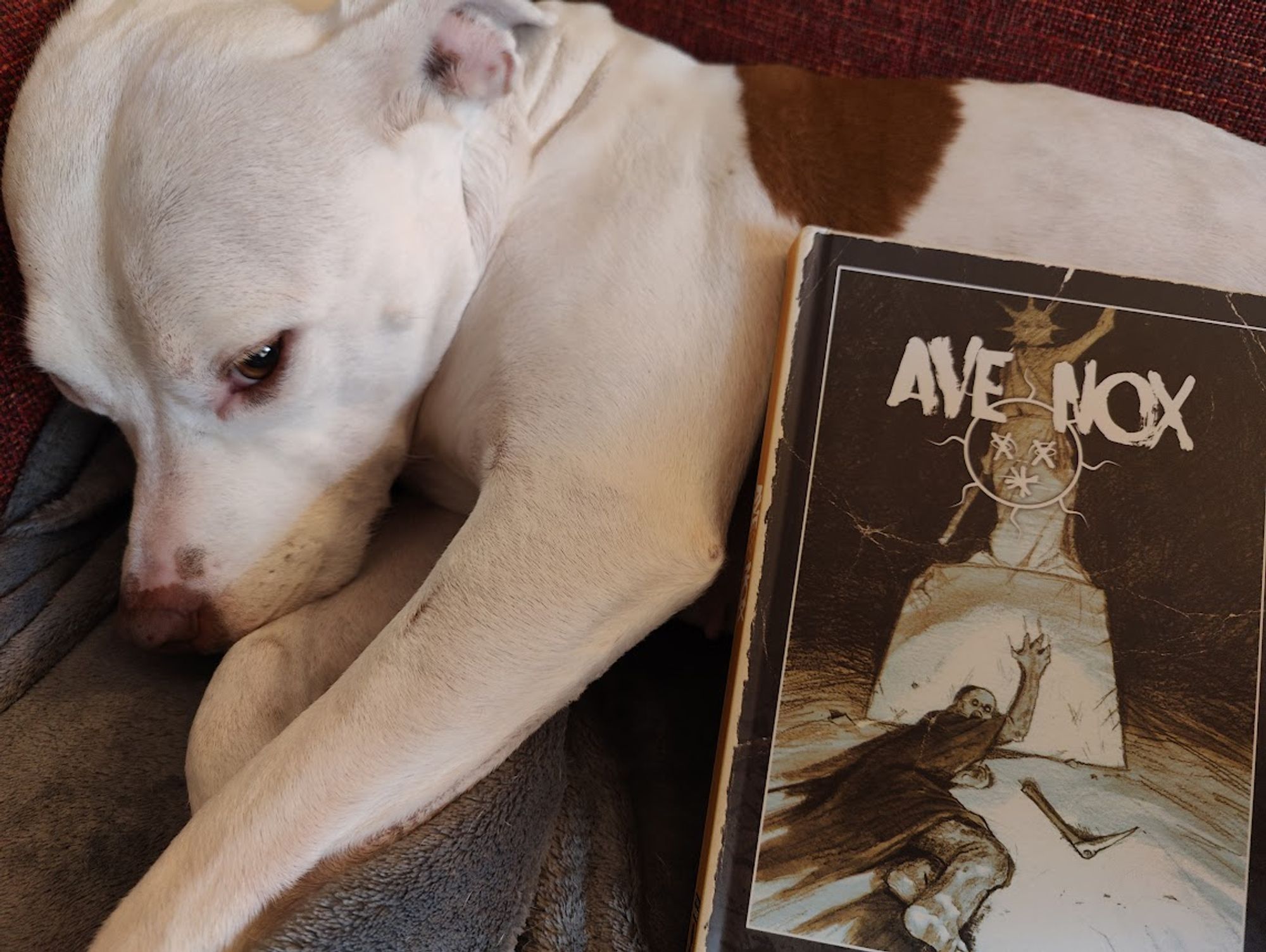 Ave Nox, the ttrpg game about underground sun-worshippers (yes, absolutely) being modelled by Bella the American Pitbull. Unlike her lil sis, its hard to get Bella to even look up for a photo cus she is so not bothered by any of this unless I promise her treatos.