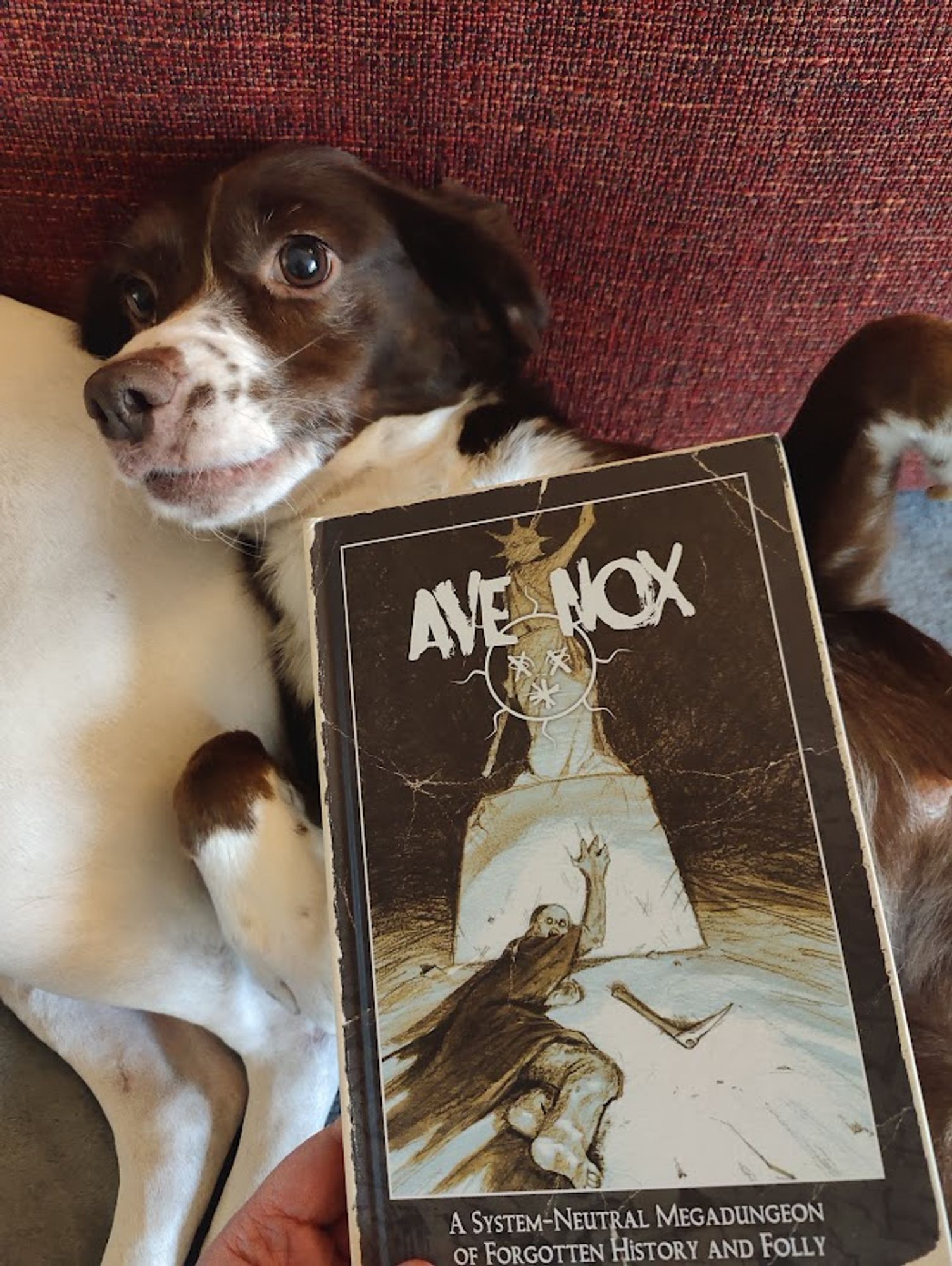 Ave Nox, a ttrpg book about a forgotten-cult-filled megadungeon, being modelled by Sadhbh, an English Springer Spaniel X who is on her back with the book somewhat resting on her belly, somewhat being supported by my hand because she never stops squirming.