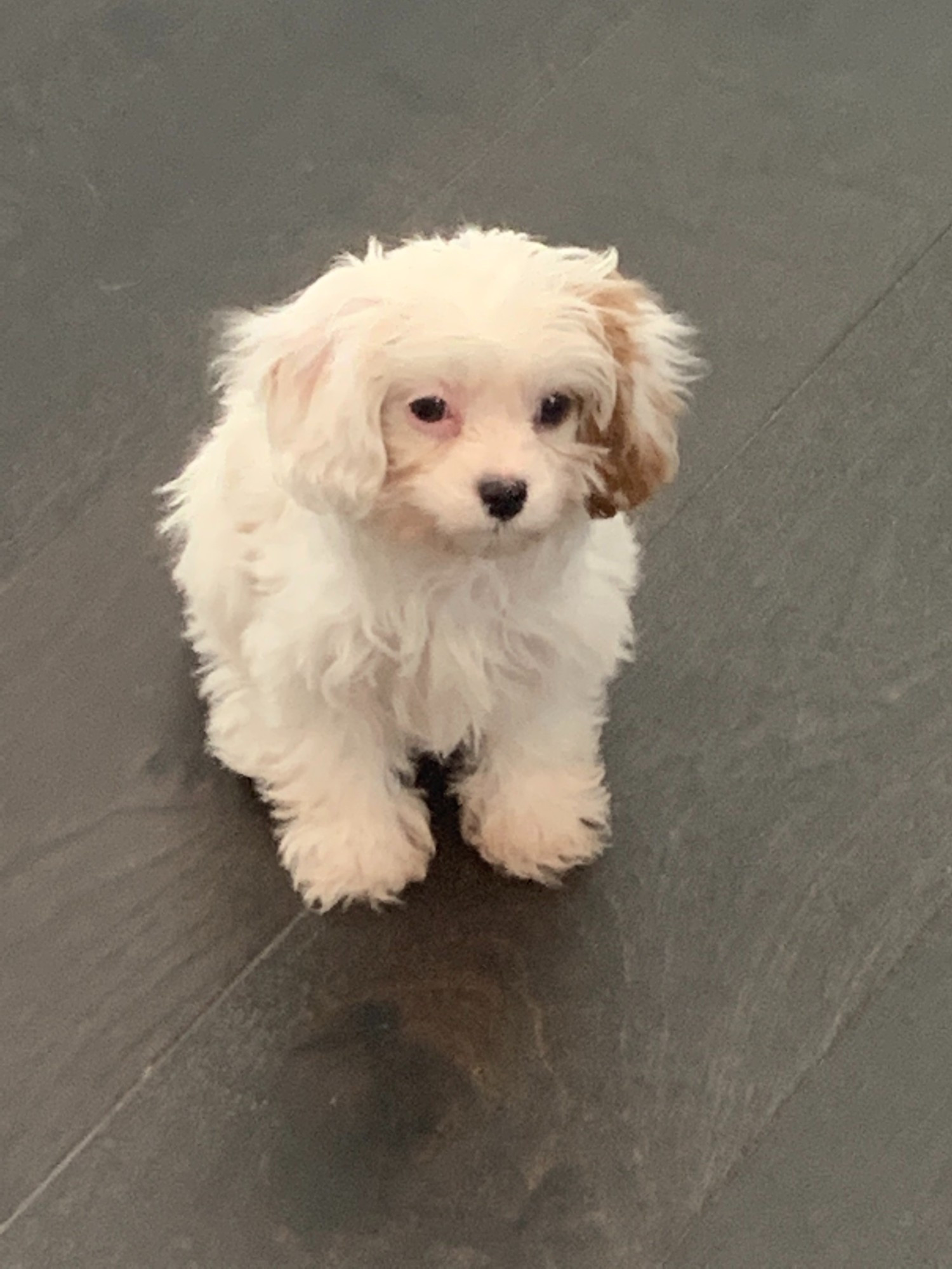 a tiny white dog, sitting down and facing slightly away from the camera with a vacant expression