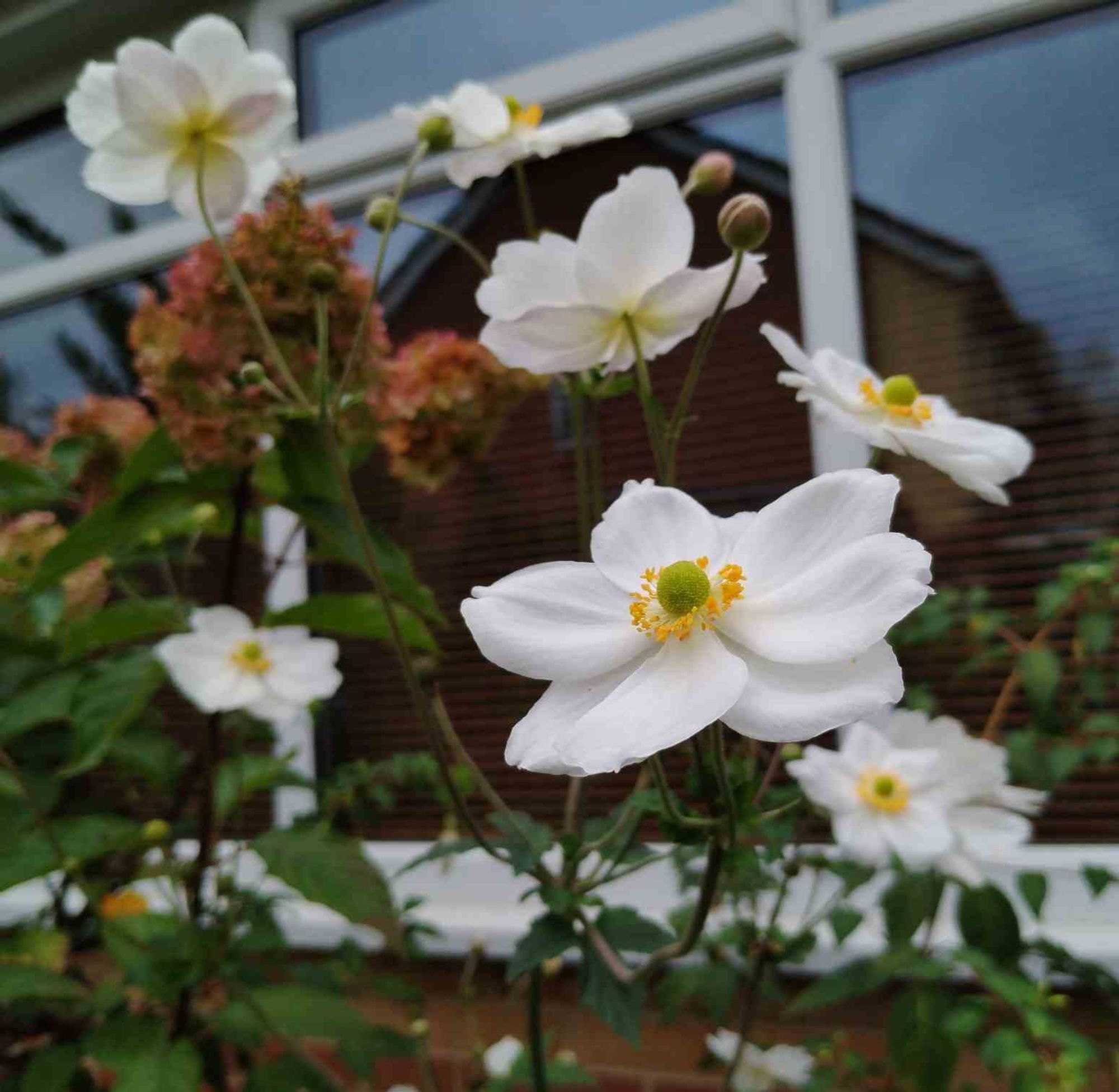 Lots of large petalled white flowers with little green globes in their centres surrounded by rings of yellow fluffiness