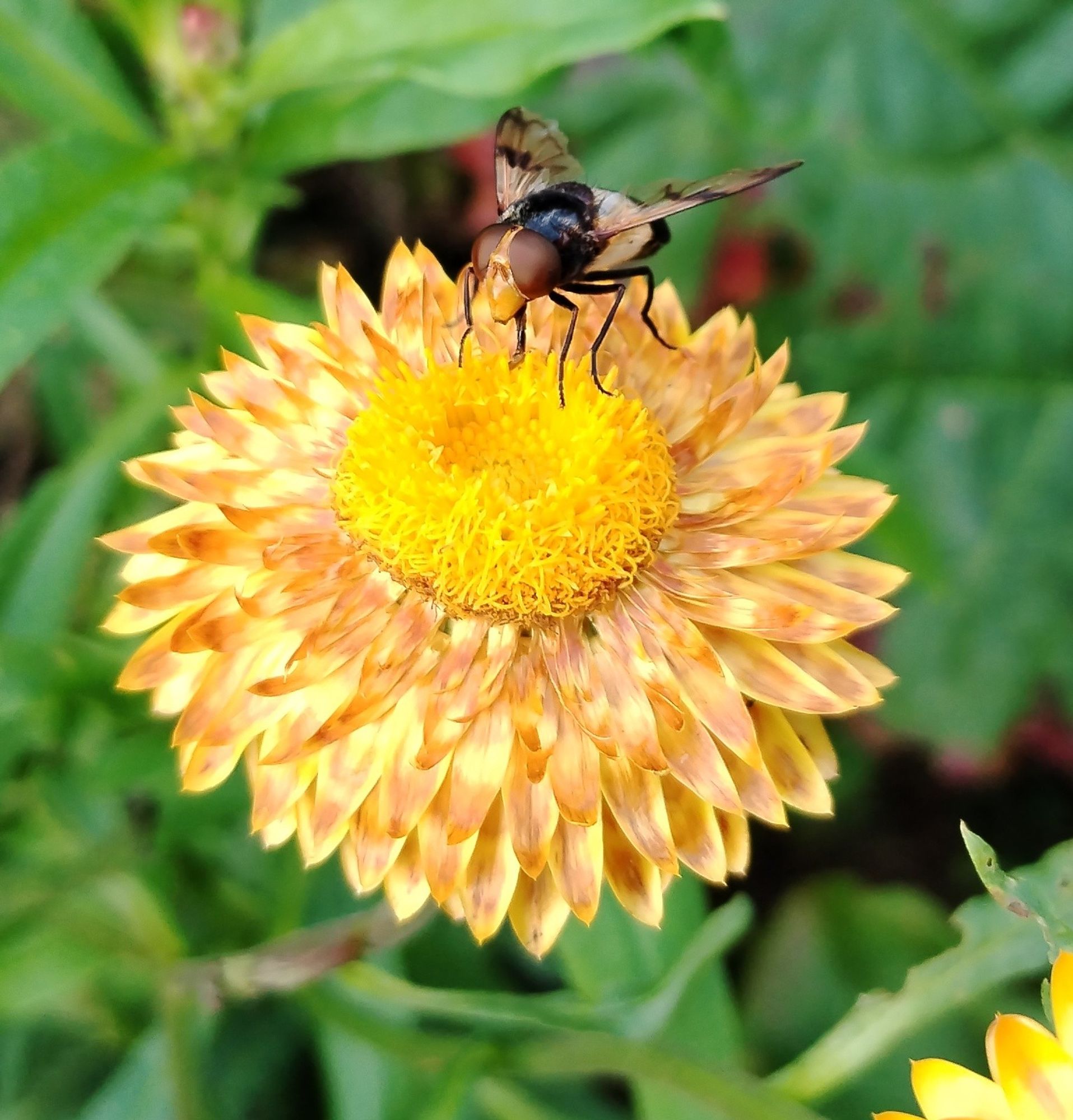 A yellow & peachy coloured strawflower with a yellow centre and a black and buff coloured fly sat on top, with large brown eyes & clear wings with a black stripe on each