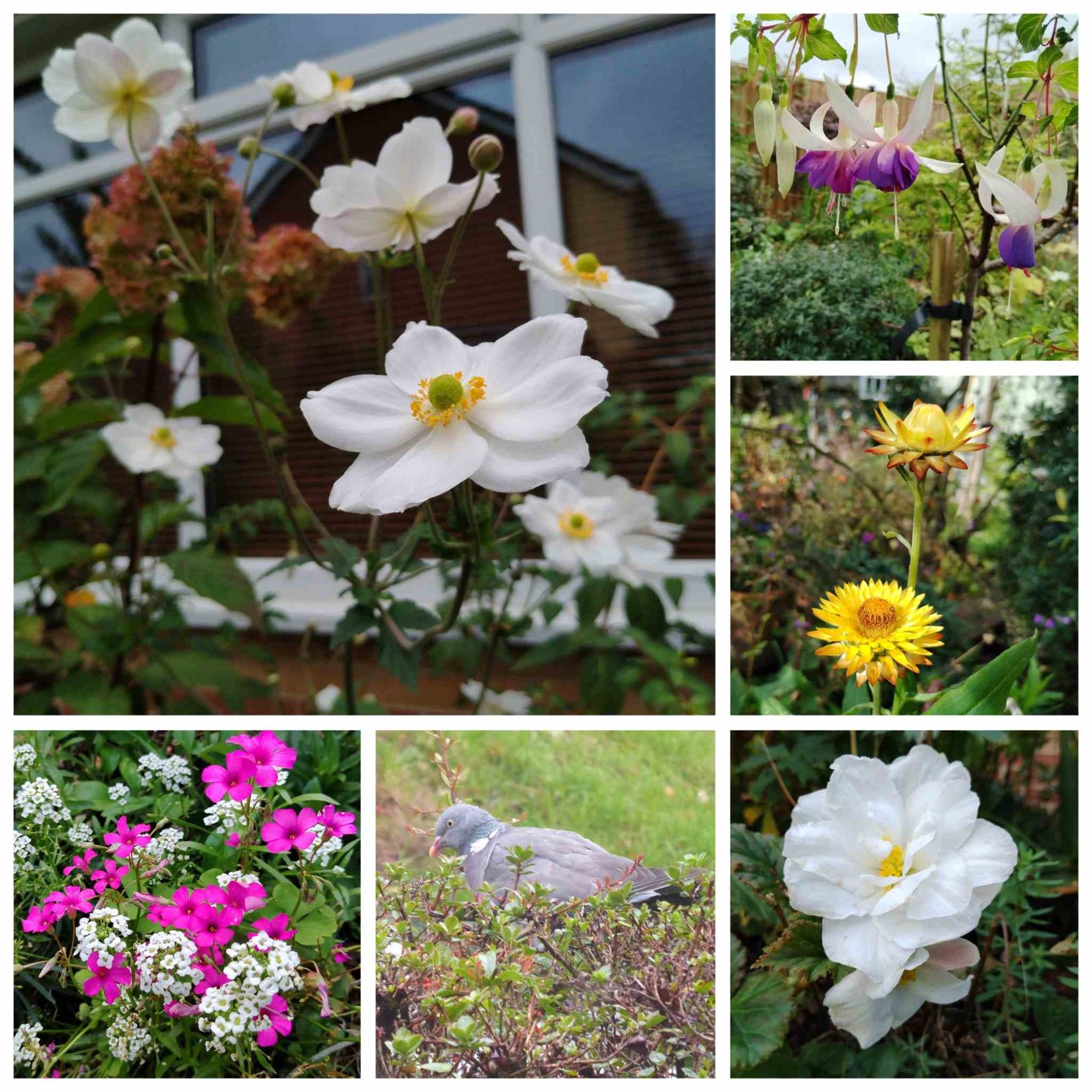 A collage of six flowers: large white petalled flowers with yellow and green centres; dangling white and purply-pink flowers; two yellow flowers with lots of little petals; a blowsy white flower with a yellow centre, a grey wood pigeon sat on top of a leafy hedge with some orange berries; a mixture of tiny white petalled flowers growing with with bright pink flowers.