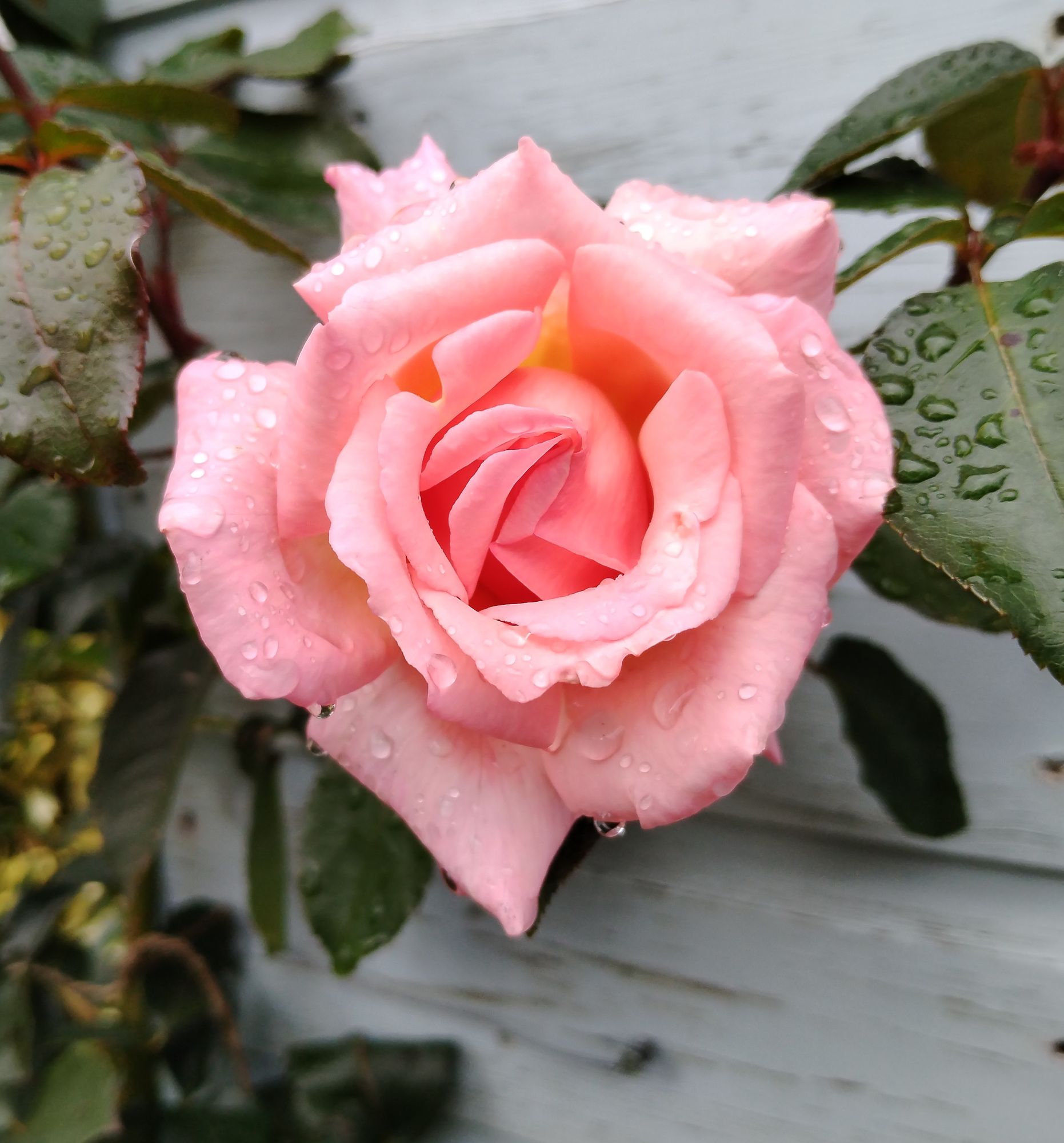 A pink rose bejewelled with raindrops, surrounded by dark green, glossy leaves