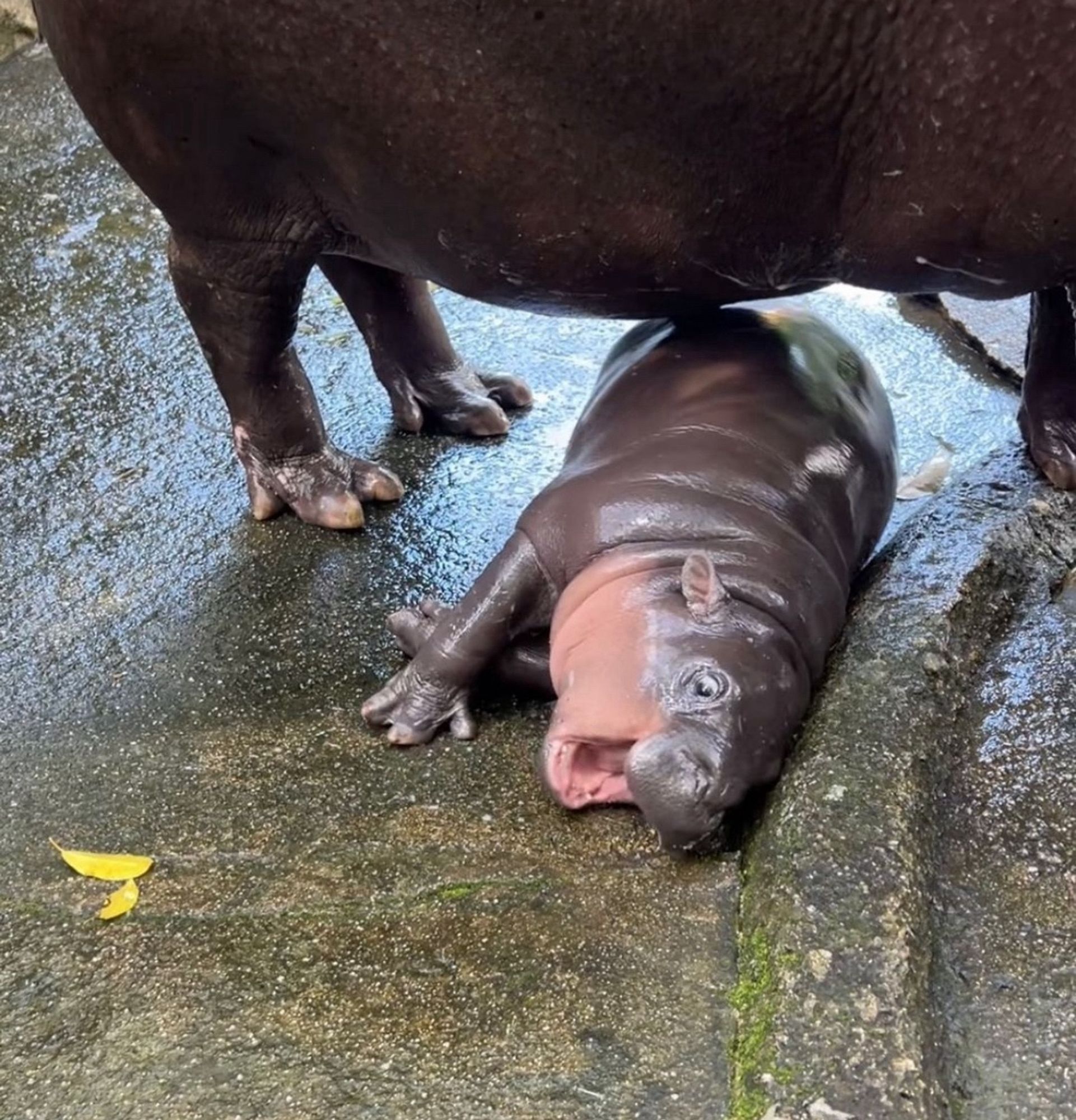 Baby hippo flopped dramatically on the ground next to a standing adult hippo