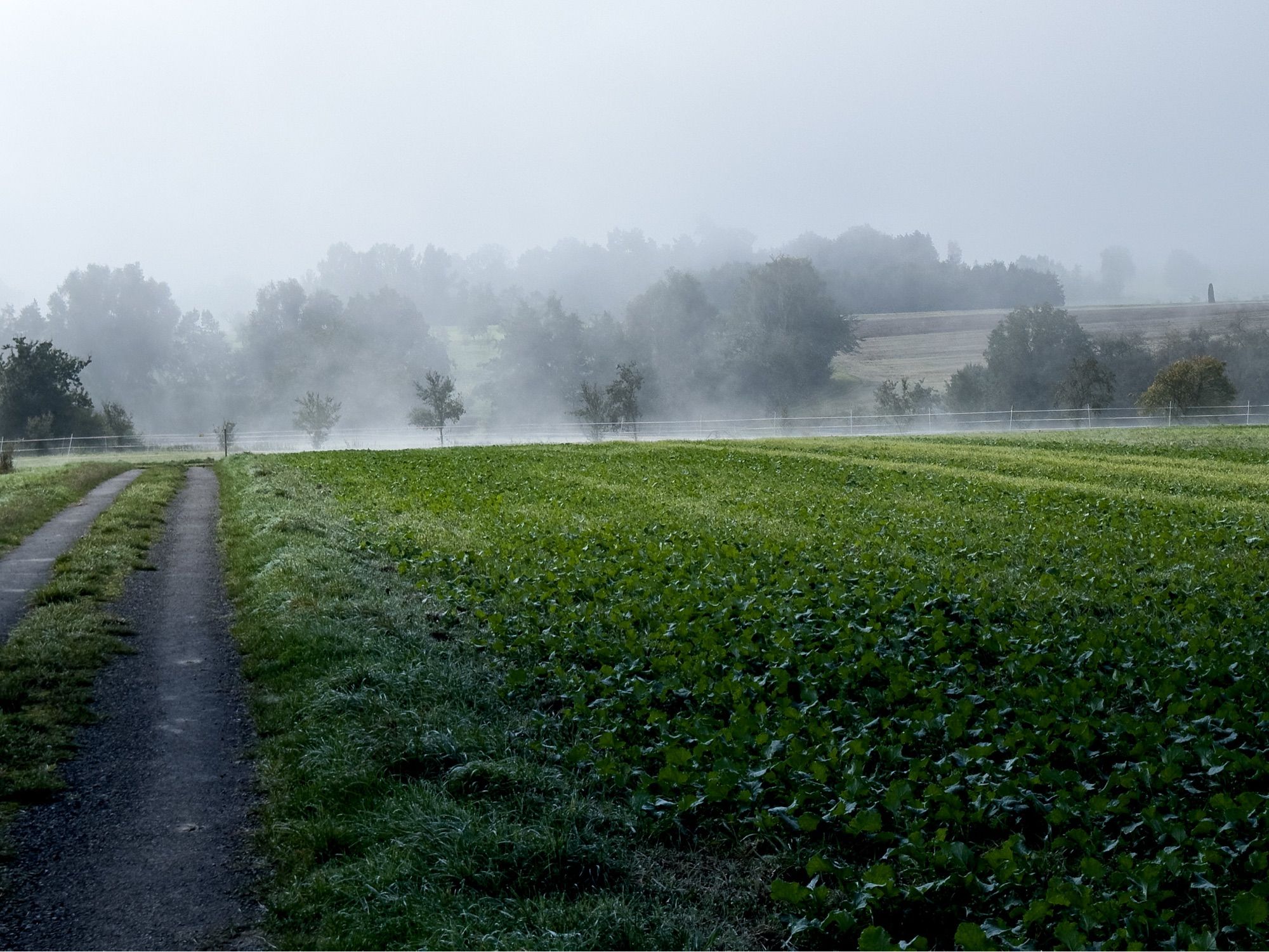 Ein nebeliger Morgen auf einem ländlichen Feldweg, der sich neben einem frisch grünen Feld schlängelt, mit Bäumen im Nebel im Hintergrund.