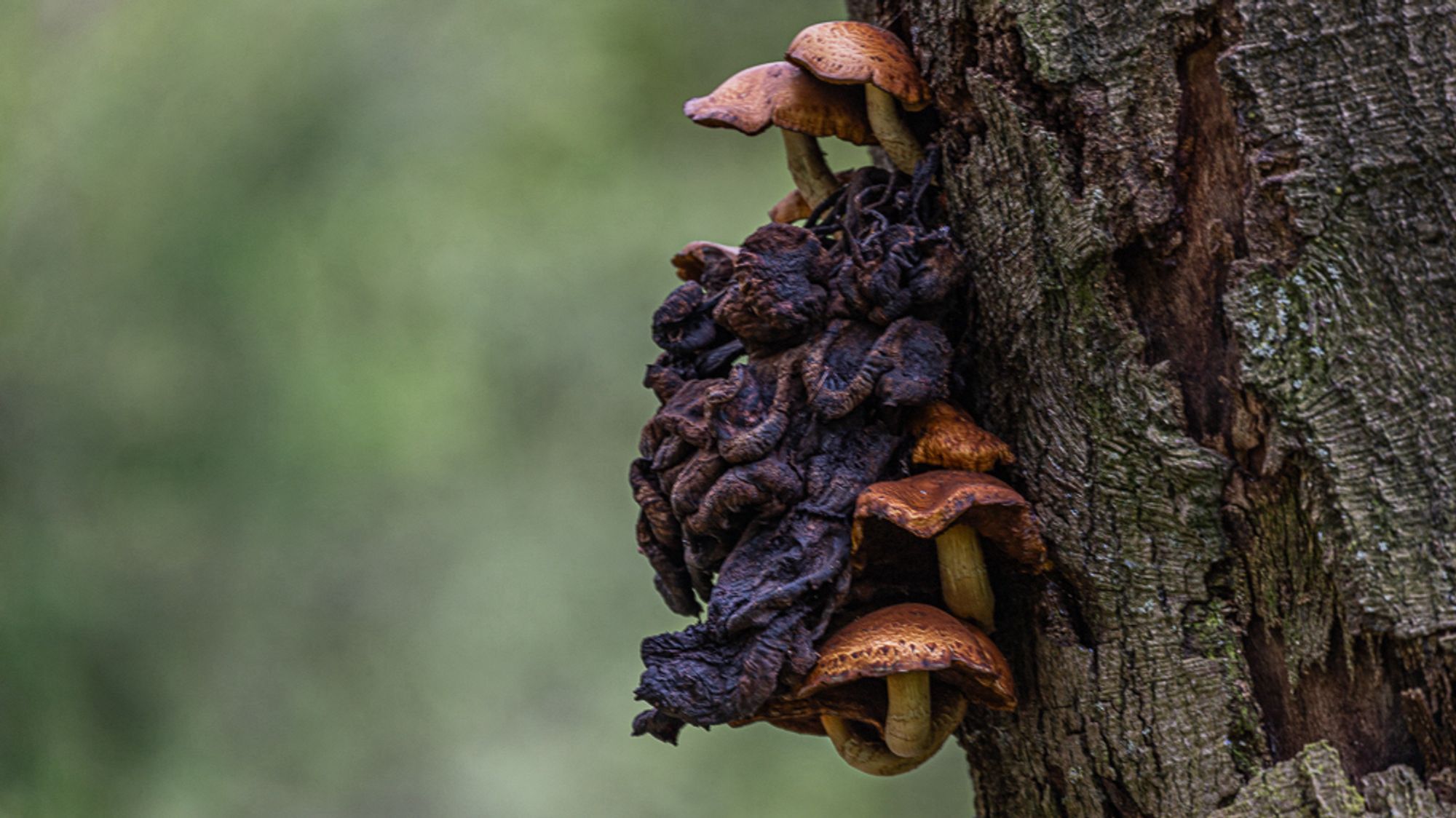 On the right side is a tree trunk. It fills the one third of the side. From the trunk a cluster of mushrooms are growing towards the left, just a bit over the  halfway point. The rest to the left is out of focus green woodland background.