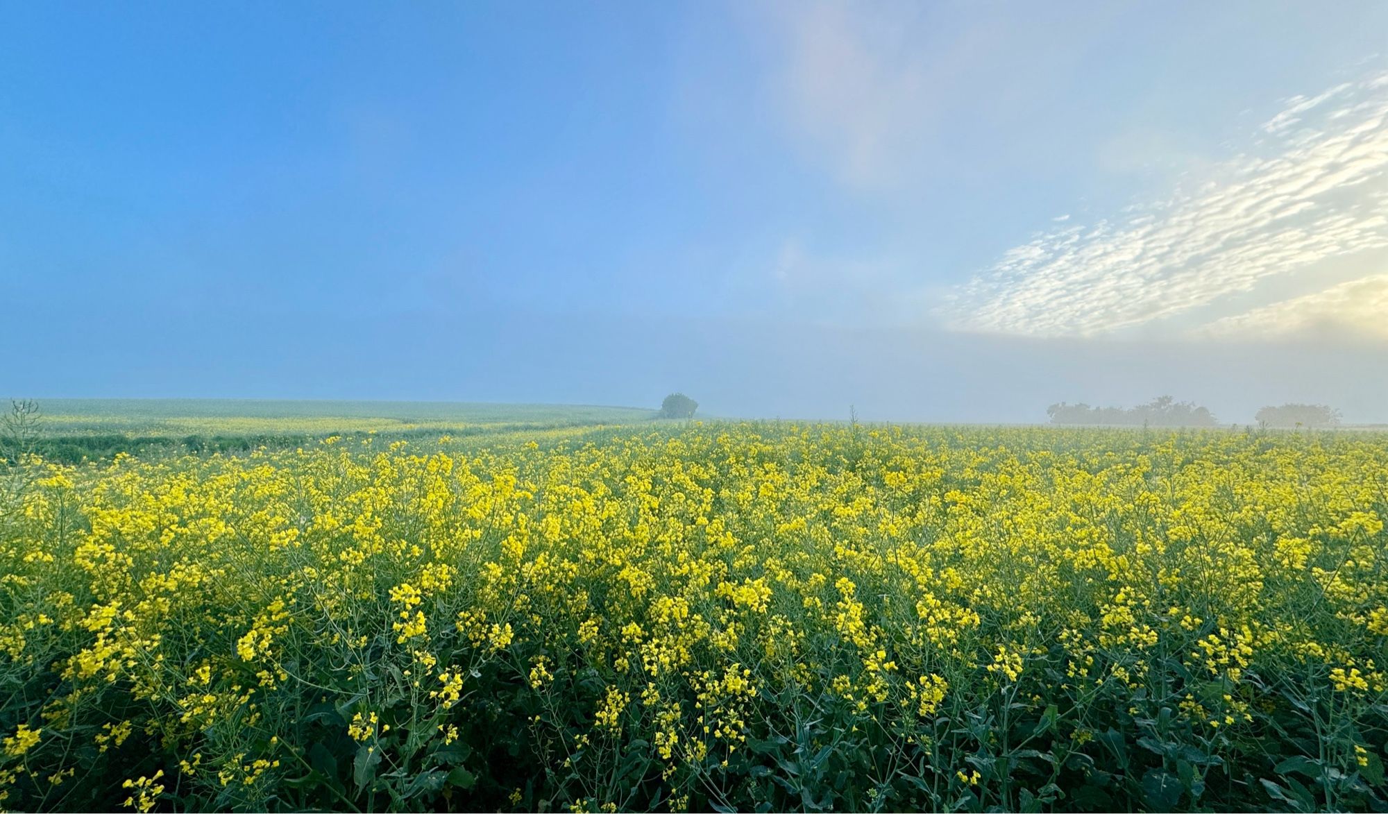 A field of yellow flowering rapeseeds, under a blue sky with patches of clouds. The rapeseed field bisected the image horizontally. On the horizon there are some trees visible and further away hills are barley visible through a hazy atmosphere