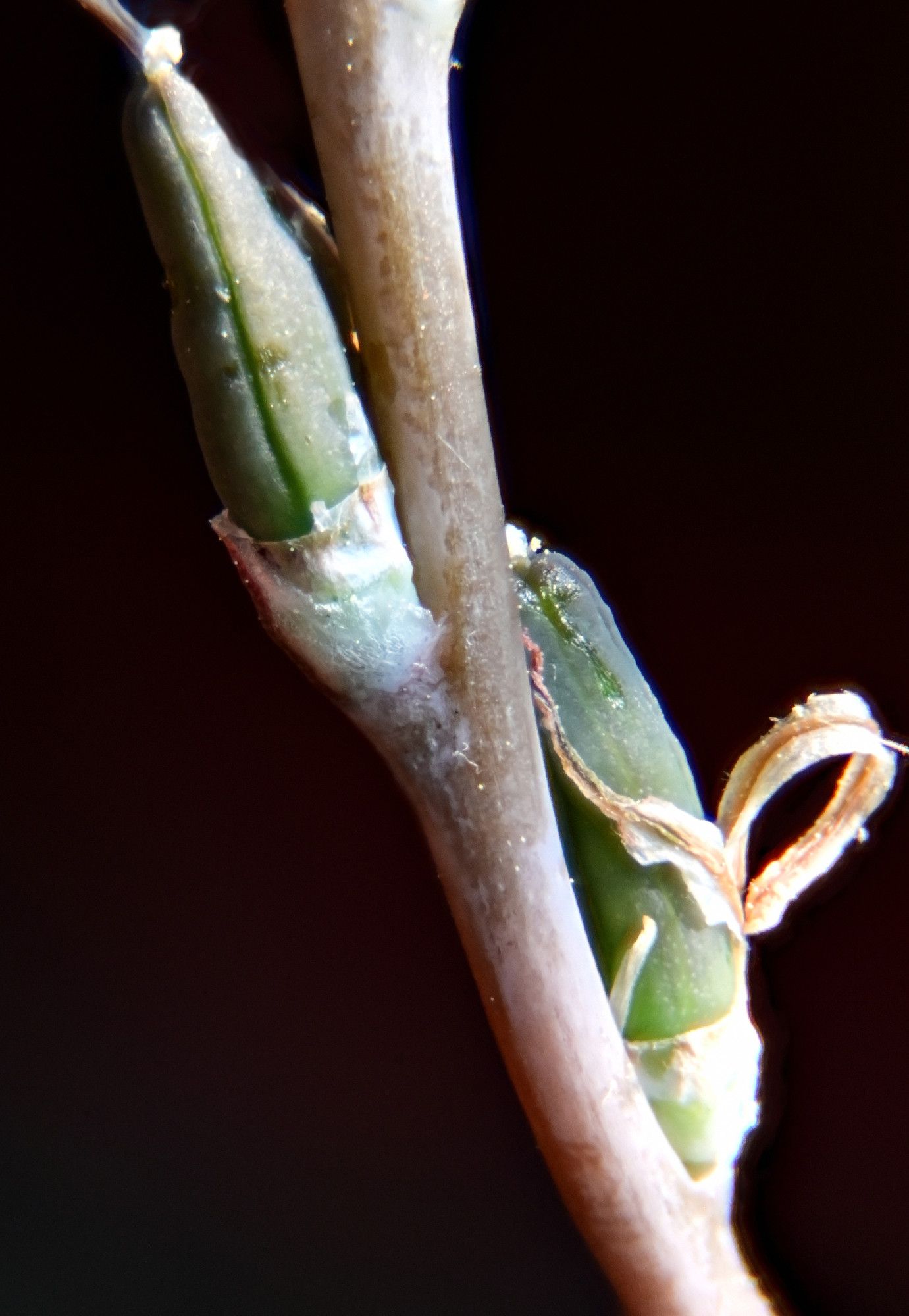 In reverse, two seed pods of Crystal Ball and Evening Glow.