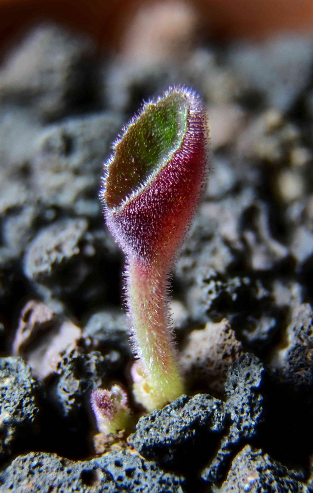 T. singularis isn't supposed to have more than one leaf. This plant (4 yo, grown from seeds), has just been repotted from it's sow-pot. It could be thriving, it could be dying--a flush of growth sometimes happens as a result of trauma, in this case being repotted. To be furthered.