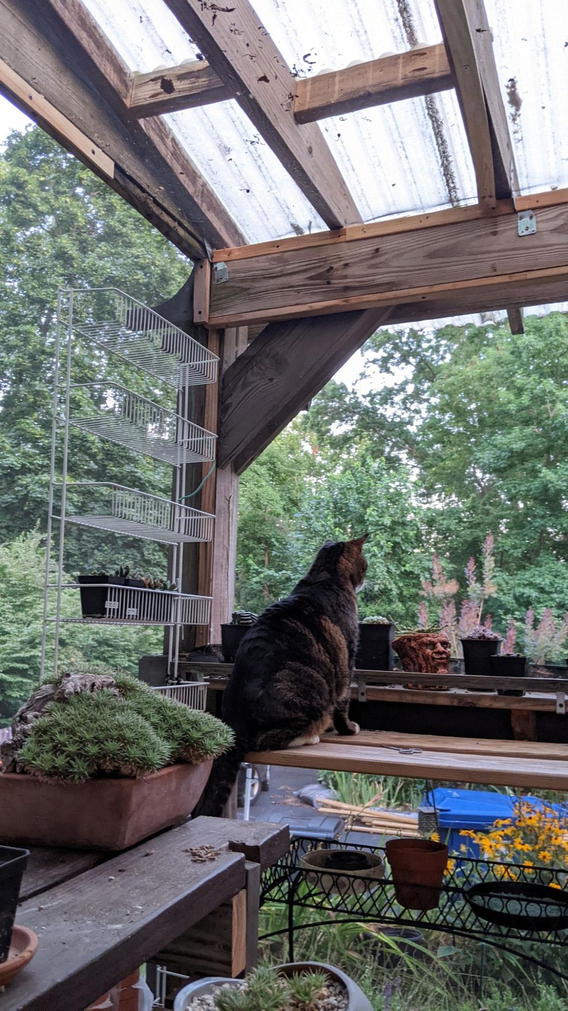 Male tabby sitting on a plant shelf at dusk. Jehovah, 2011-2024.