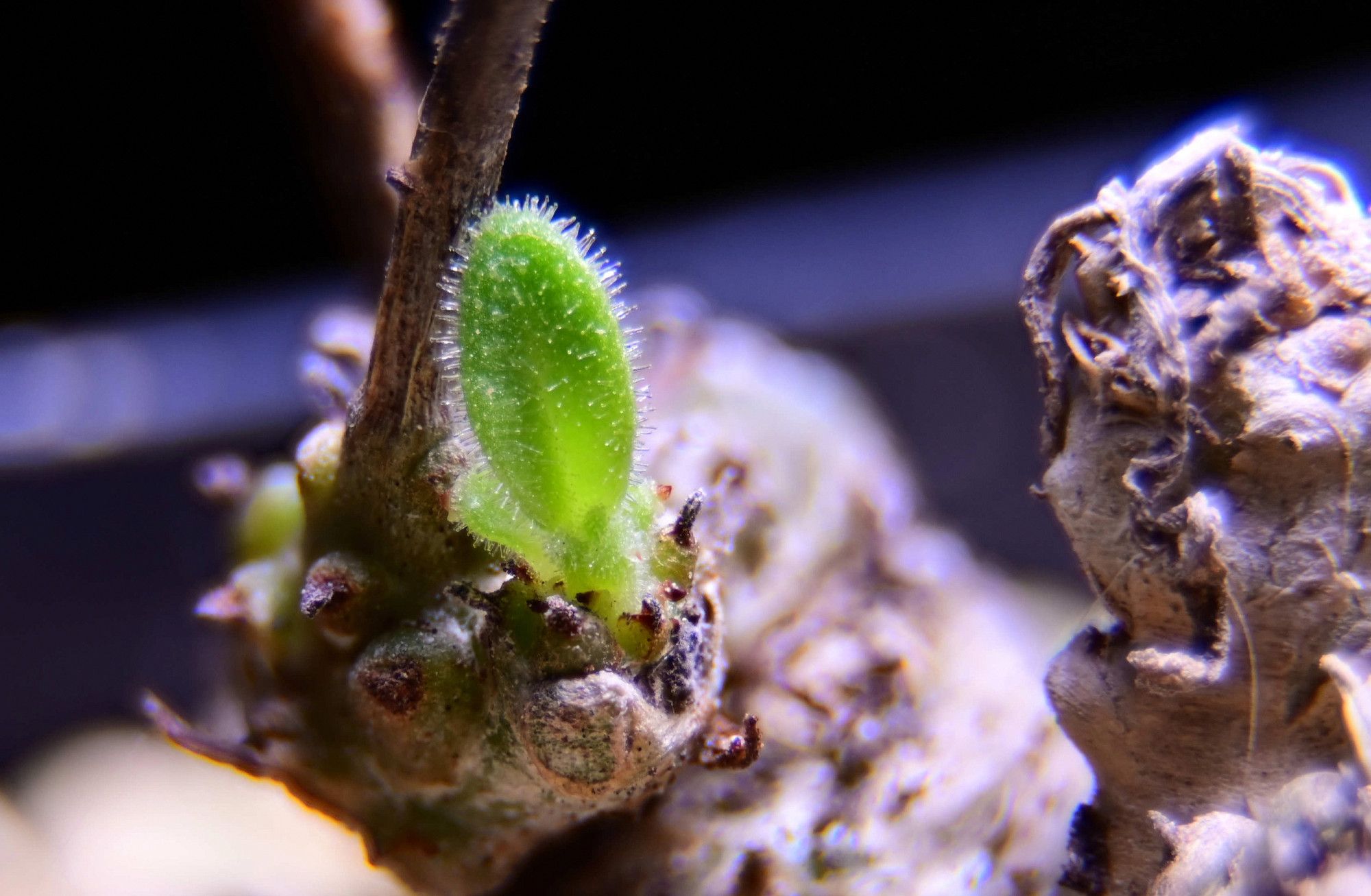 Tylecodon tuberosus. The plant is about 4 cm tall, very knobby.