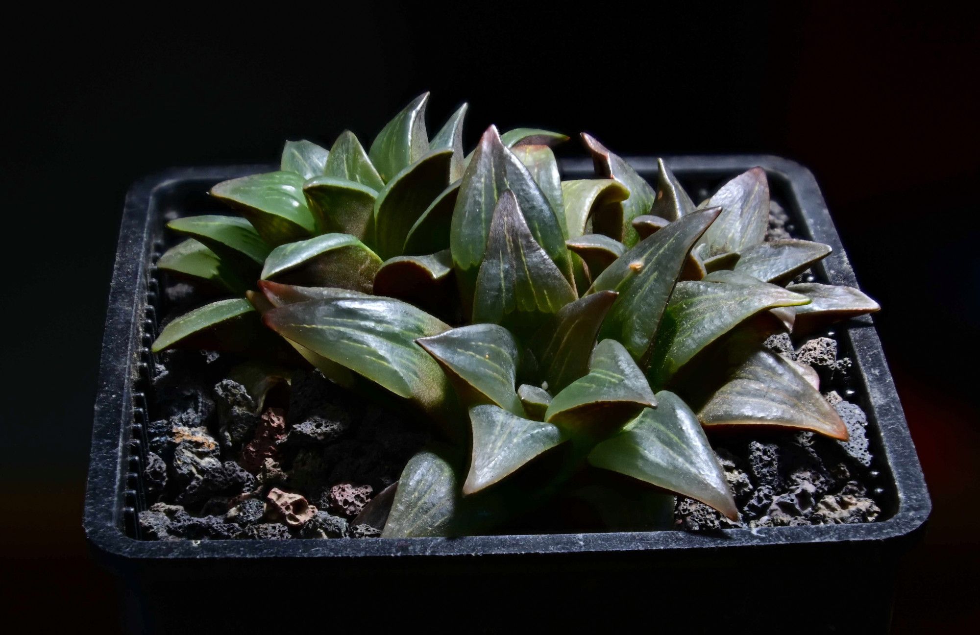 Haworthia mutica var nigra (STC)