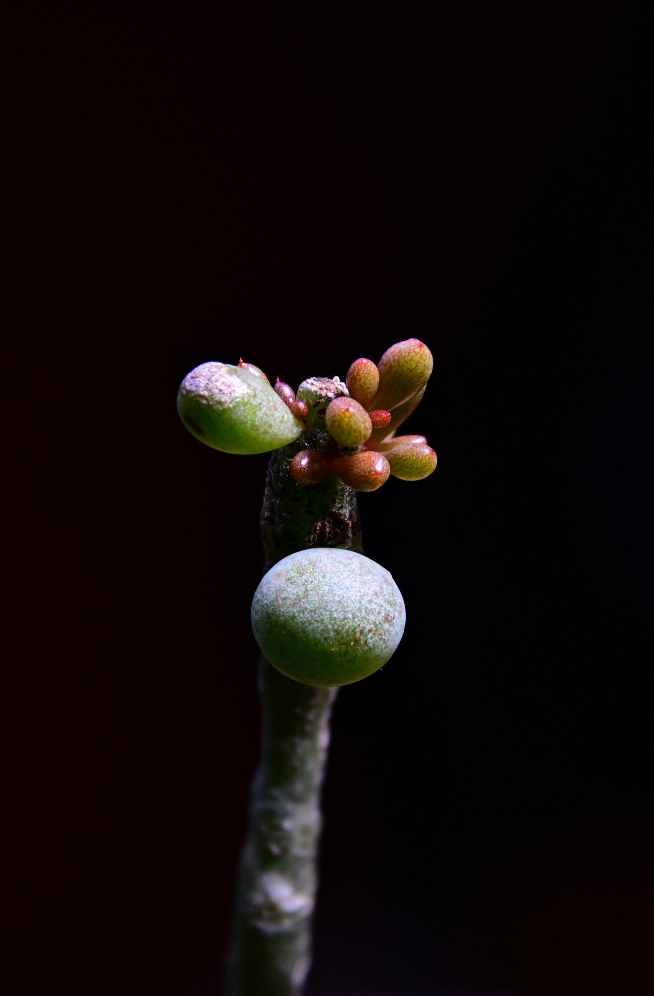 Tylecodon sinus-alexandri x schaeferianus. This was a multi-branched bushy plant when I got it from C&D Plants and then it was nearly killed by an unexpected frost. One stem survived, at least.