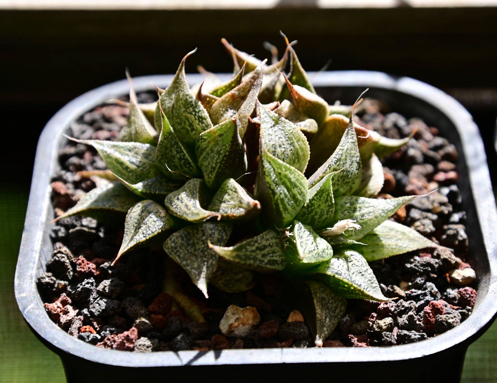 Haworthia esterhuizenii var. esterhuizenii (GM 320 AL)