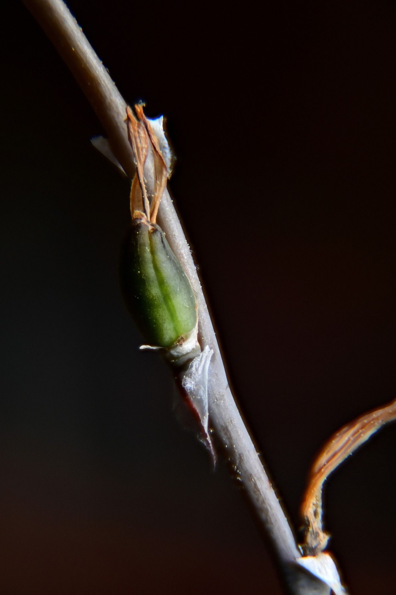 Picture of a seed pod of a haworthia cultivar named "Evening Glow" (don't know the base species) and a H. sprongbokvlakensis cultivar named Crystal Ball. Out of over 20 attemps, only one succeeded.