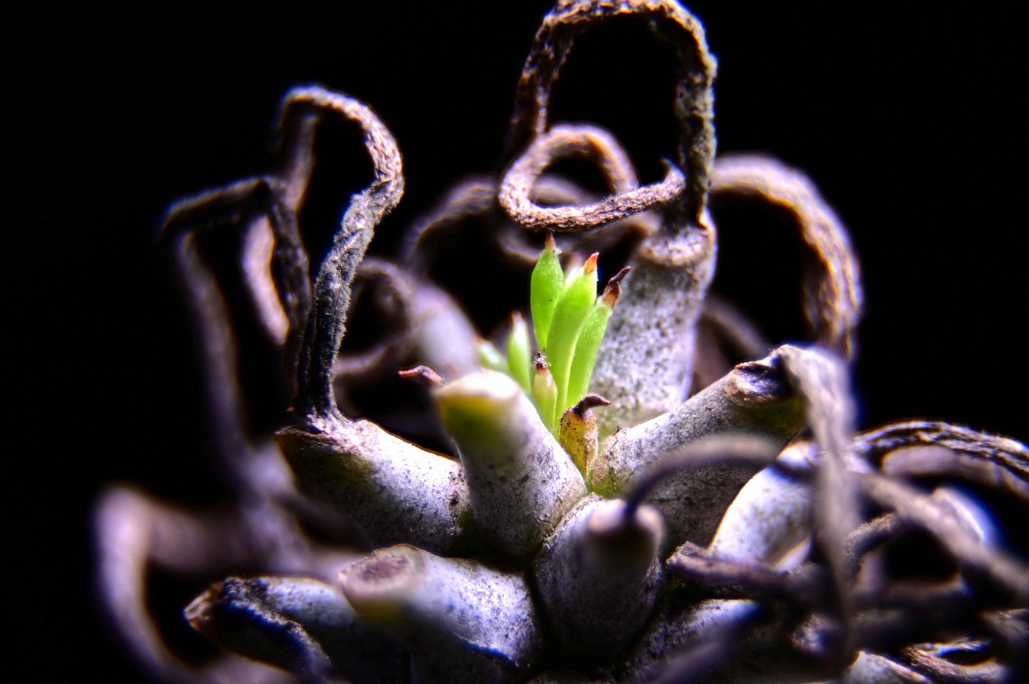 Tylecodon wallichii. This is an old one, maybe about 8 yo. The new growth is less than 1 cm at this point but they grow to be 6 to 10 cm long.