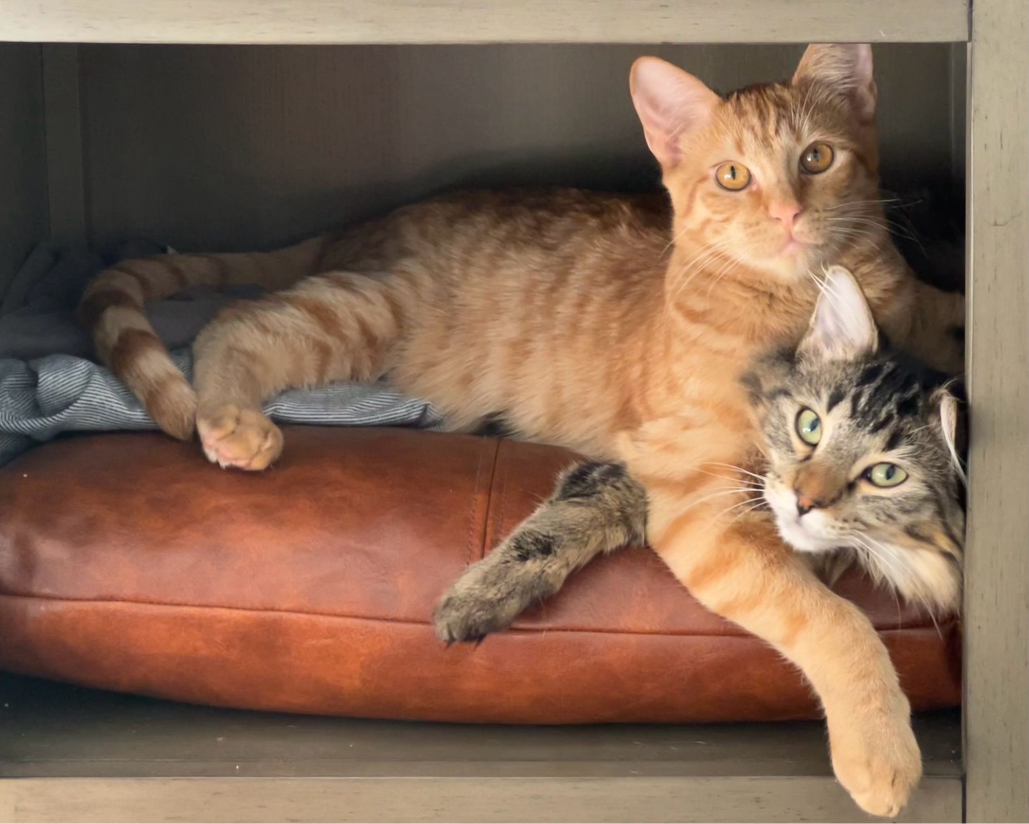 Two cats caught snoozing, an one lying on top of the other