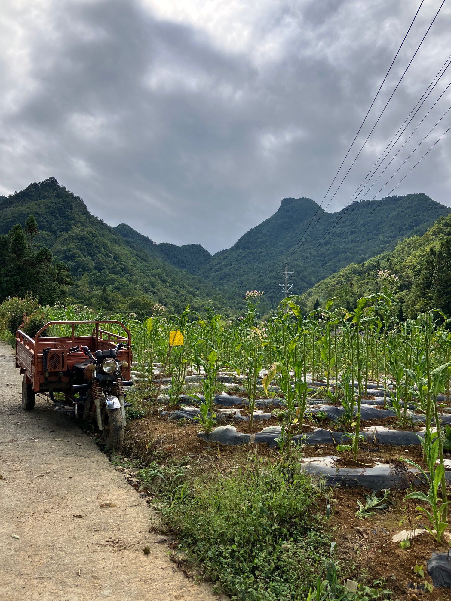 Farmland in the foreground with a motorbike and mountains in the background. Near the ecological research station.