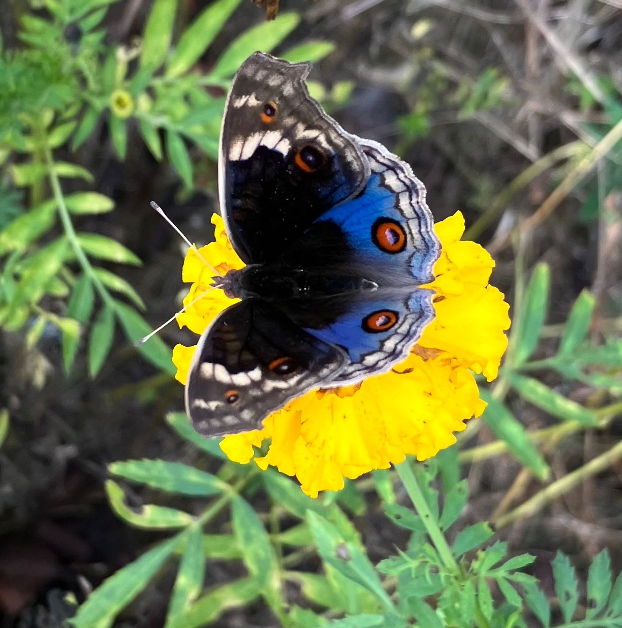 Blue butterfly with red eyespots on a yellow flower