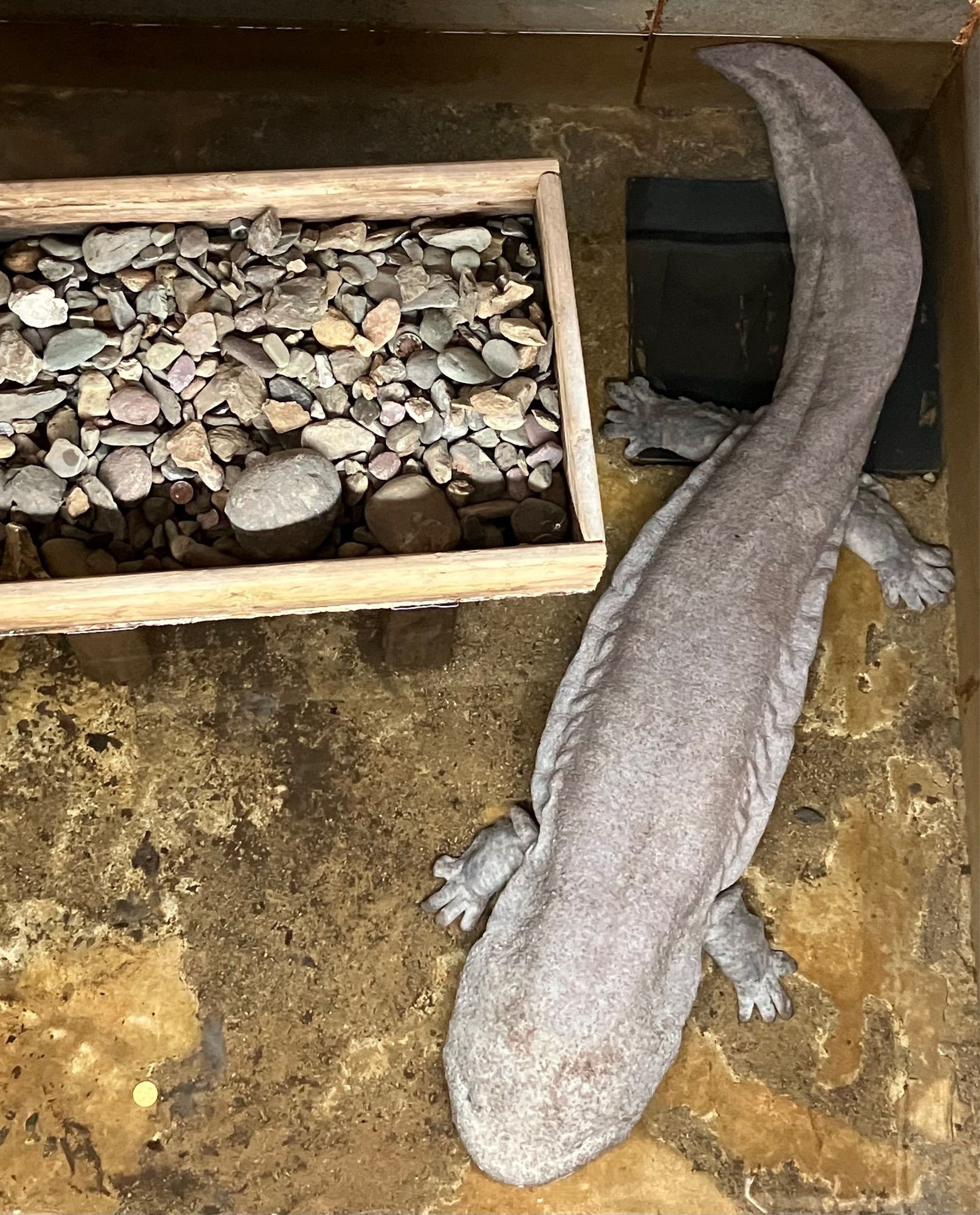 Giant salamander in an enclosure in a captive breeding program. This one was over 100 years old.