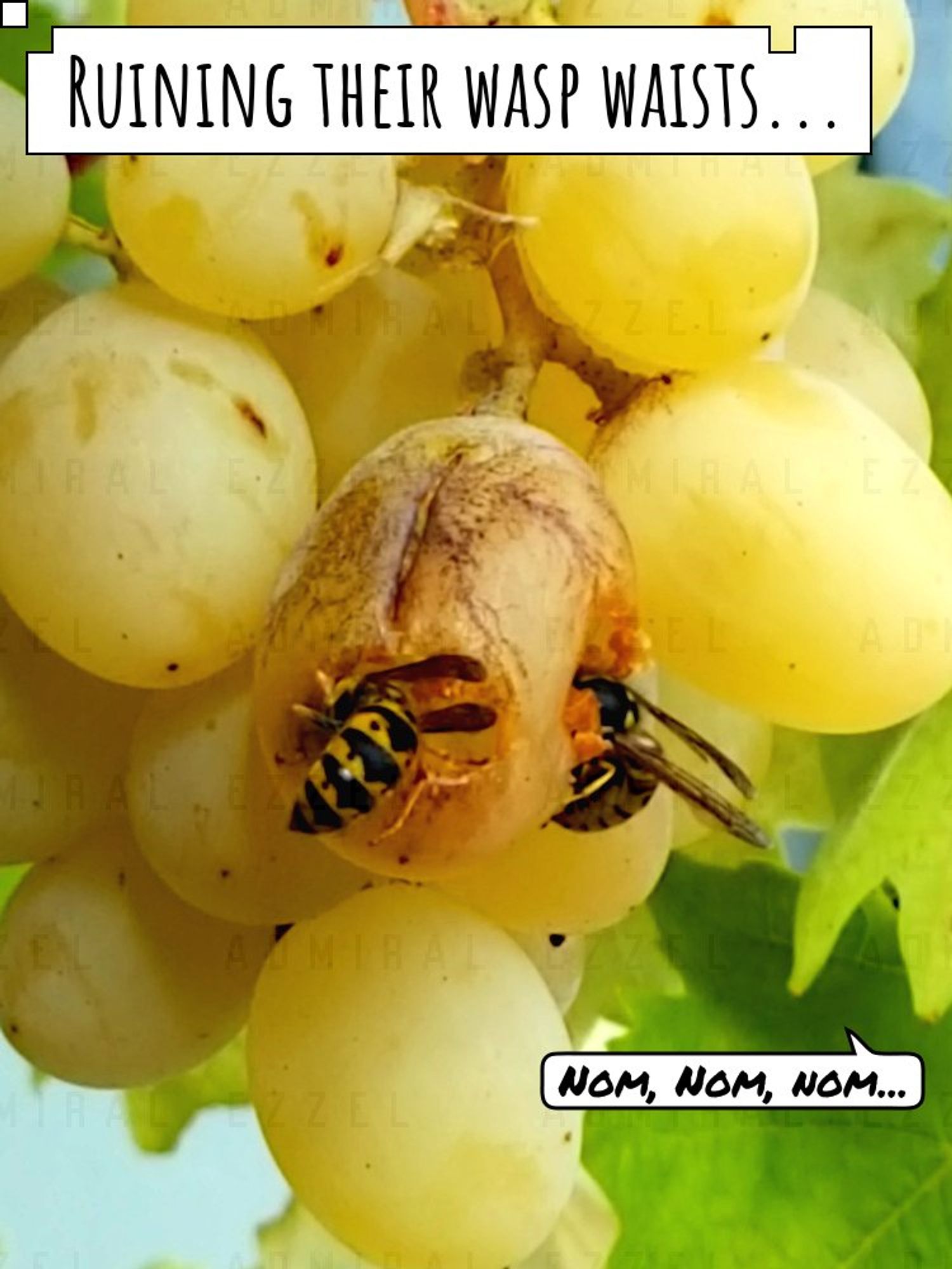 Wasps feeding on grapes