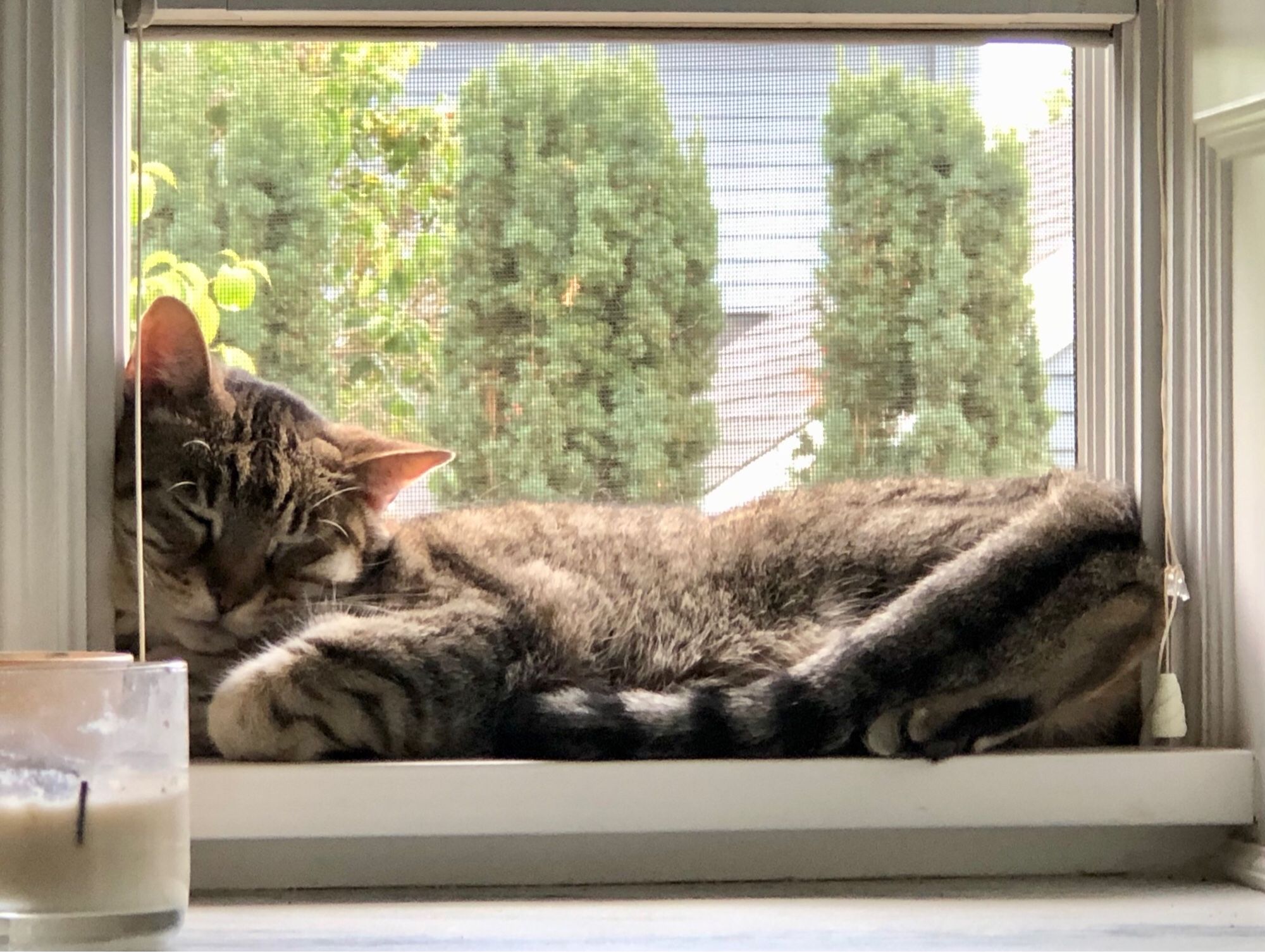 Tabby cat snuggled in to an open window.