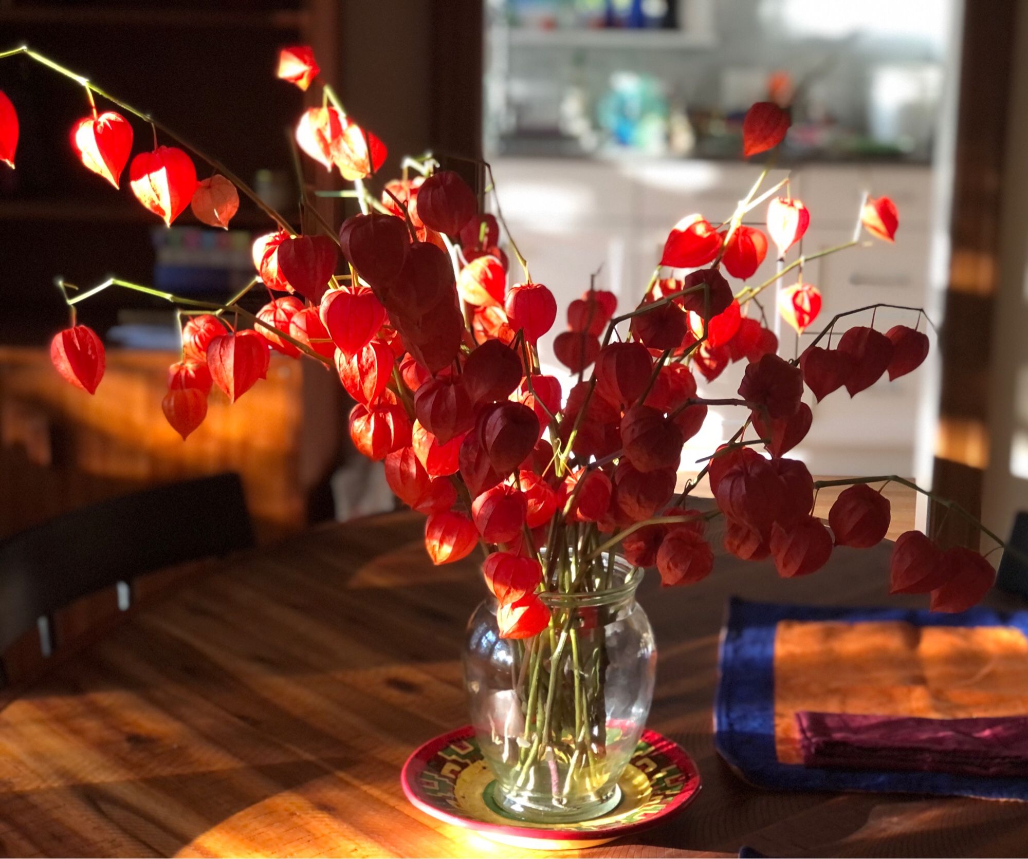 A clear glass vase full of bright orange seed pods in the afternoon light.