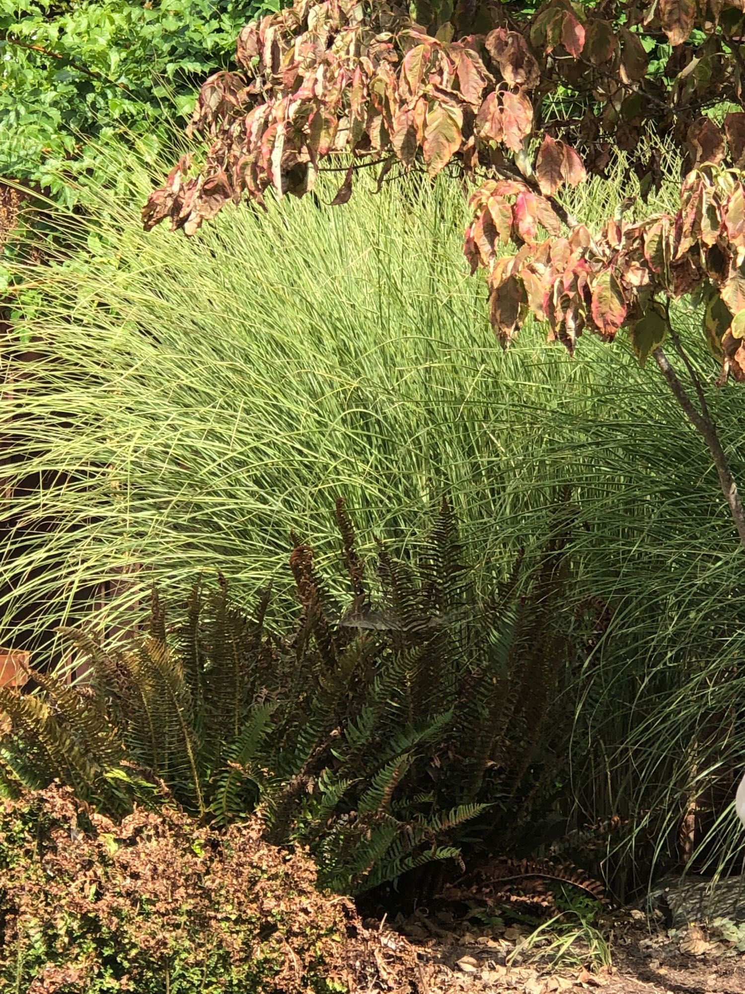 Miscanthus sinensis ‘Gracillimus’ a five foot tall ornamental grass made of many slender, sharp edged blades.